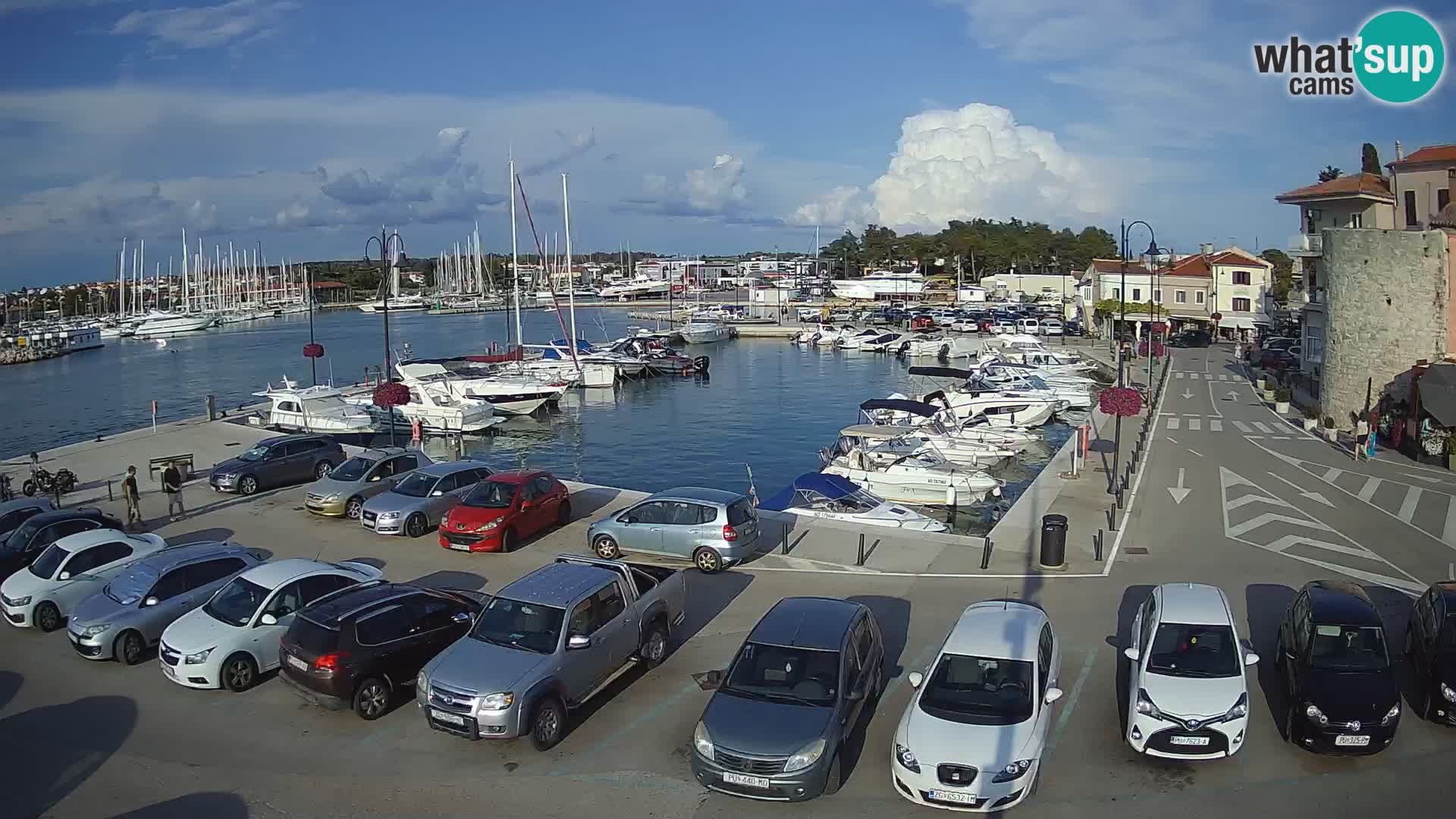 Novigrad | Porporela marina