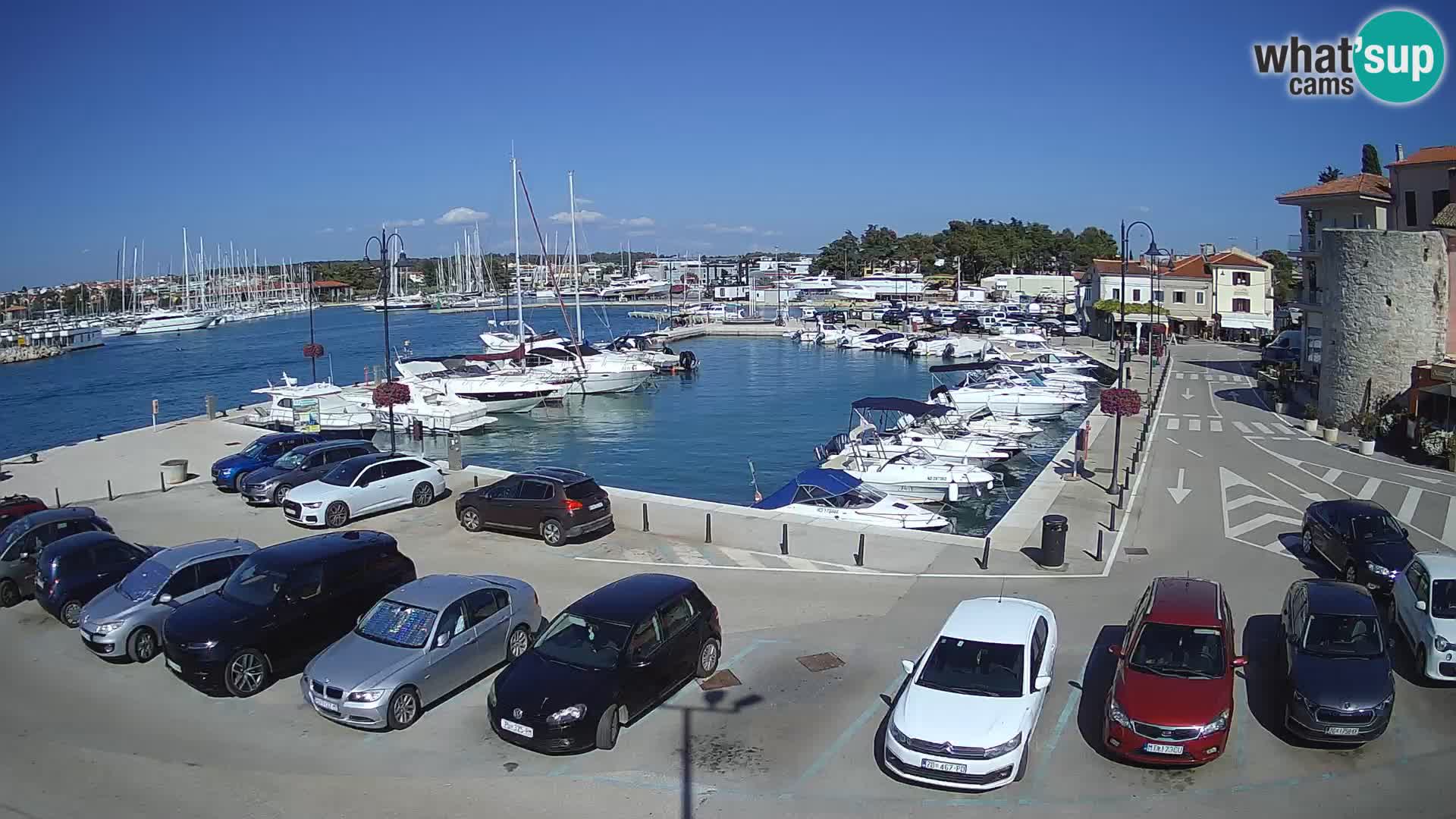 Novigrad | Porporela marina