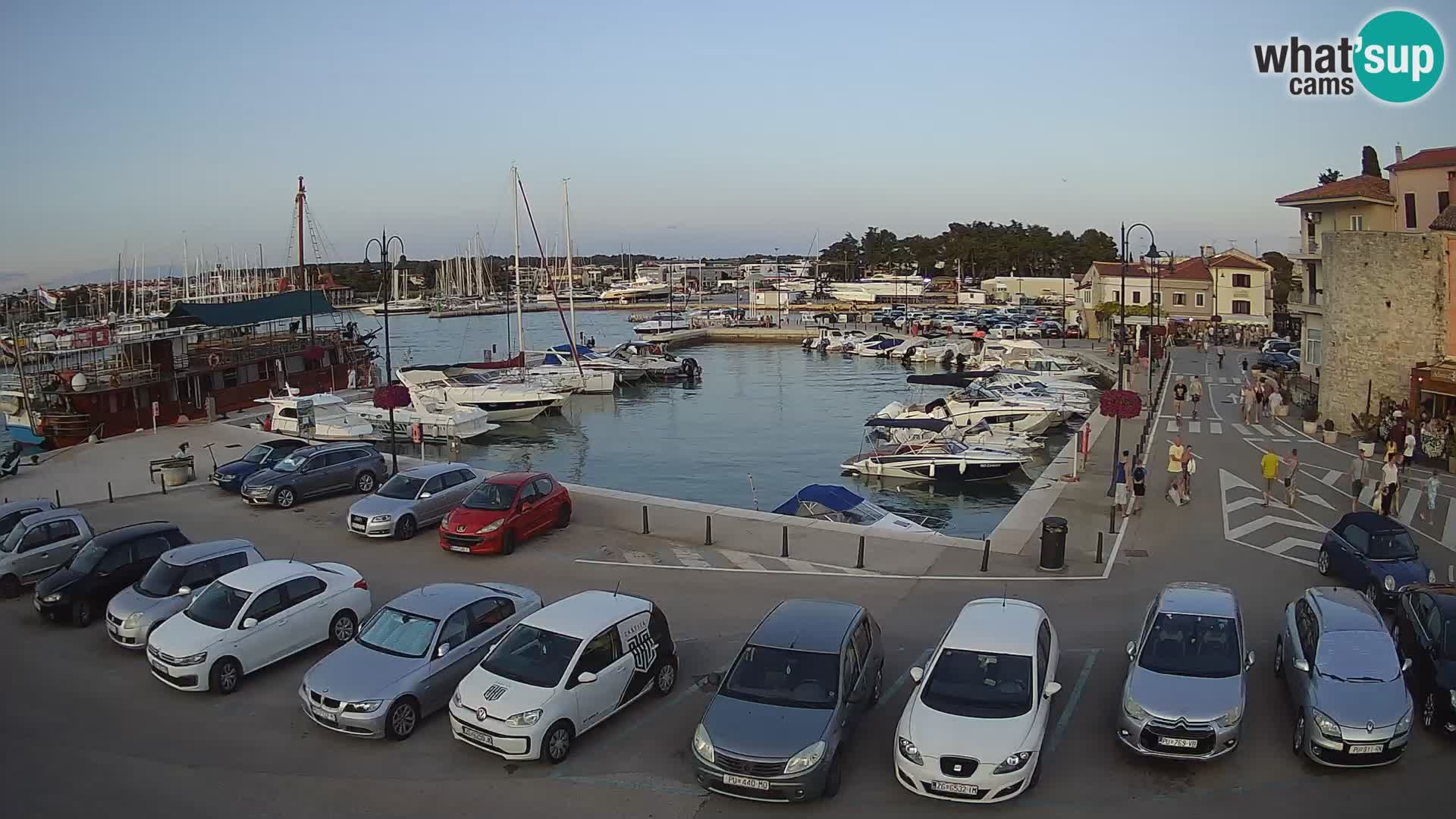 Novigrad | Porporela marina