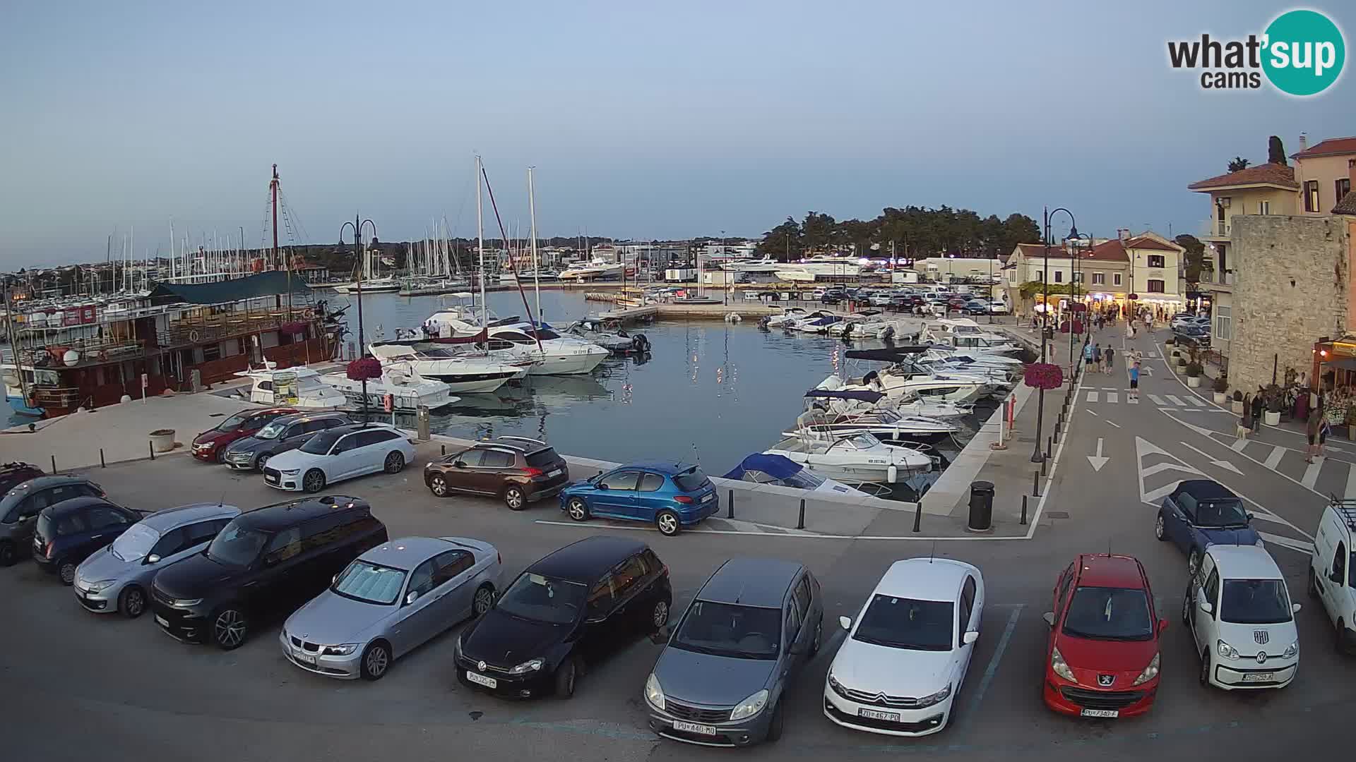 Novigrad | Porporela marina