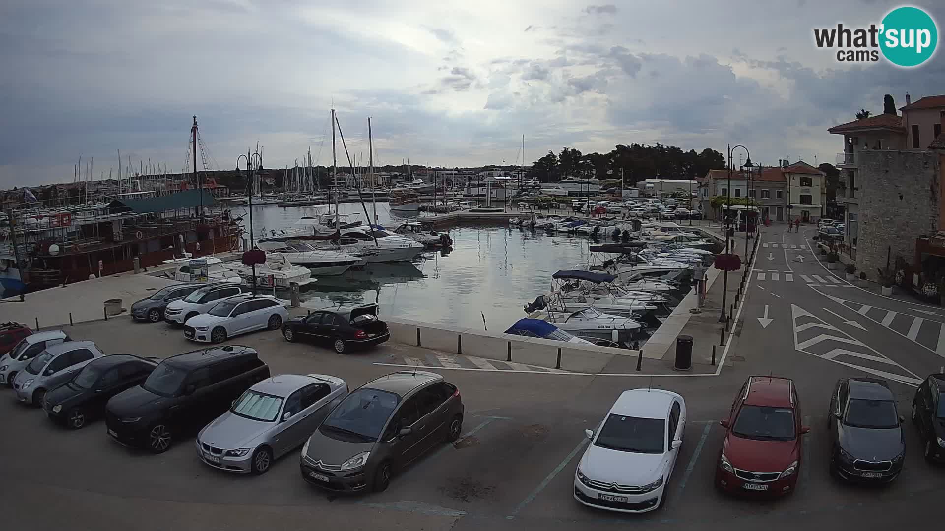 Novigrad | Porporela marina
