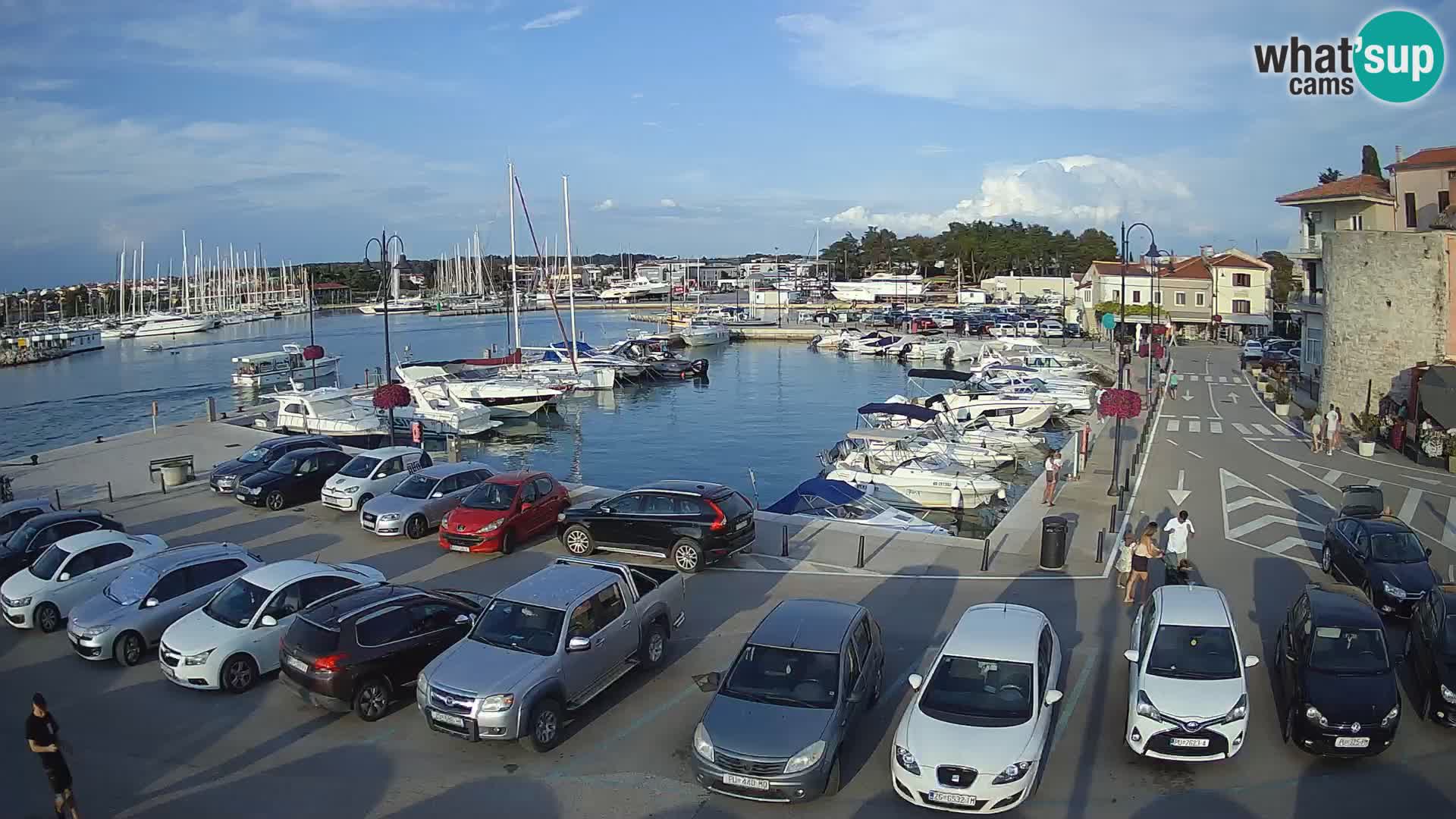 Novigrad | Porporela marina