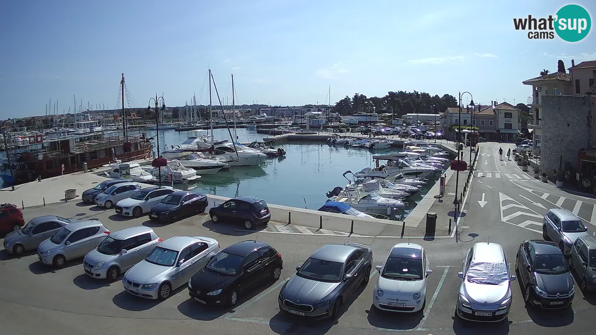 Novigrad | Porporela marina