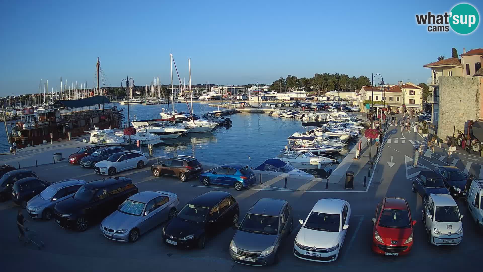 Novigrad | Porporela marina