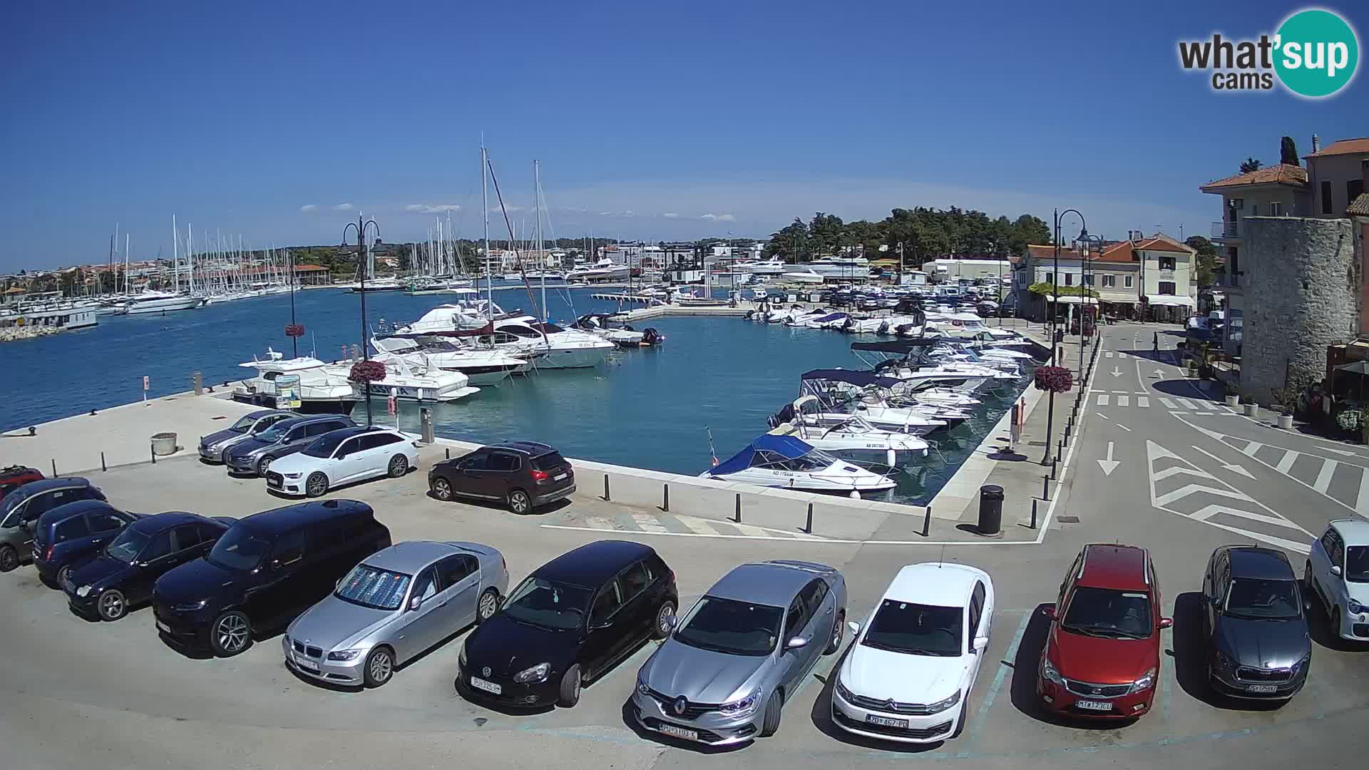 Novigrad | Porporela marina