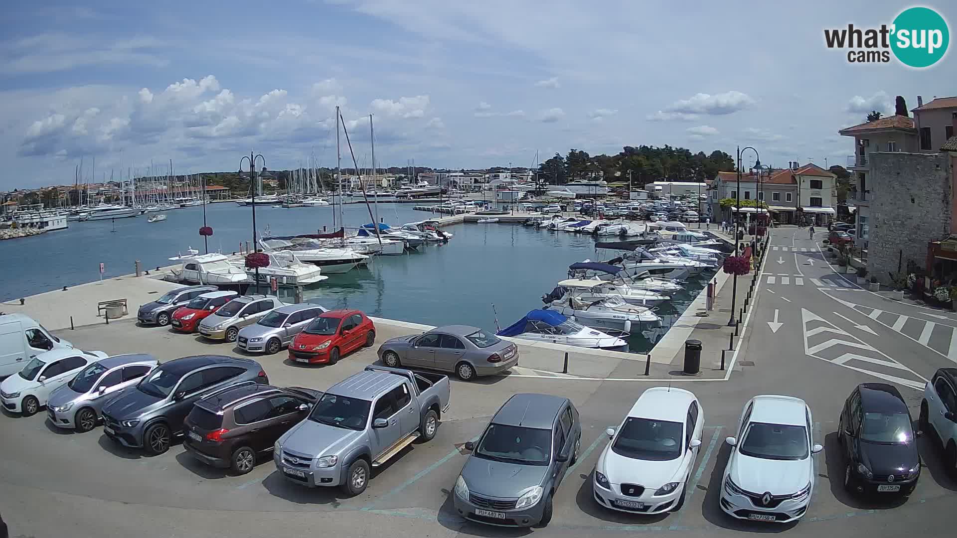 Novigrad | Porporela marina