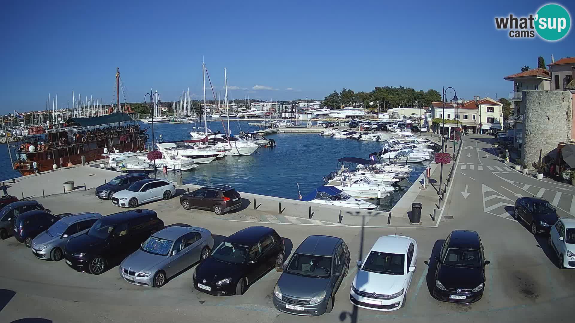 Novigrad | Porporela marina