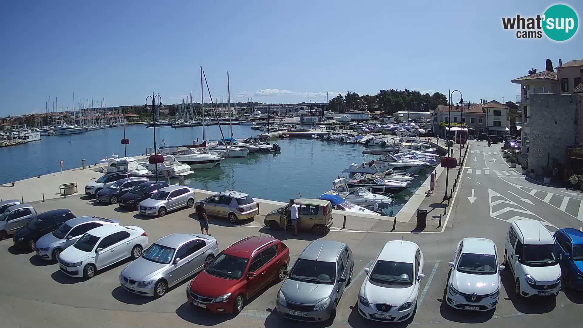 Novigrad | Porporela marina