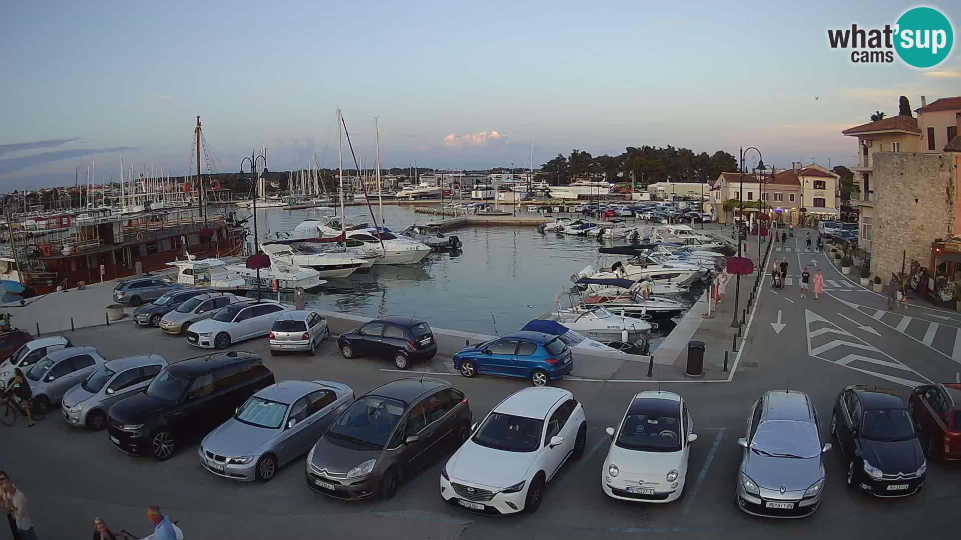 Novigrad | Porporela marina