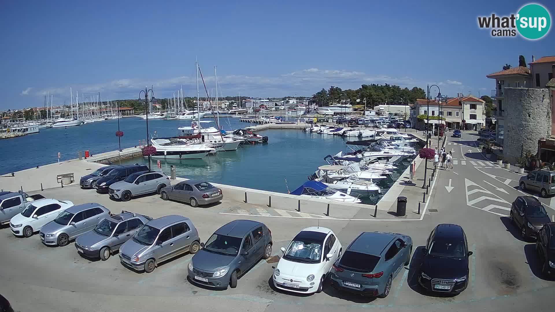 Novigrad | Porporela marina