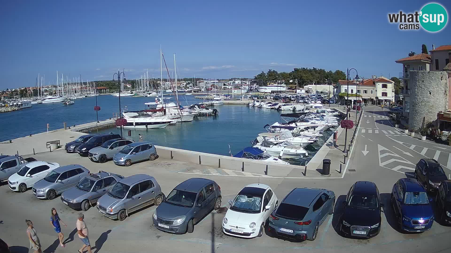 Novigrad | Porporela marina