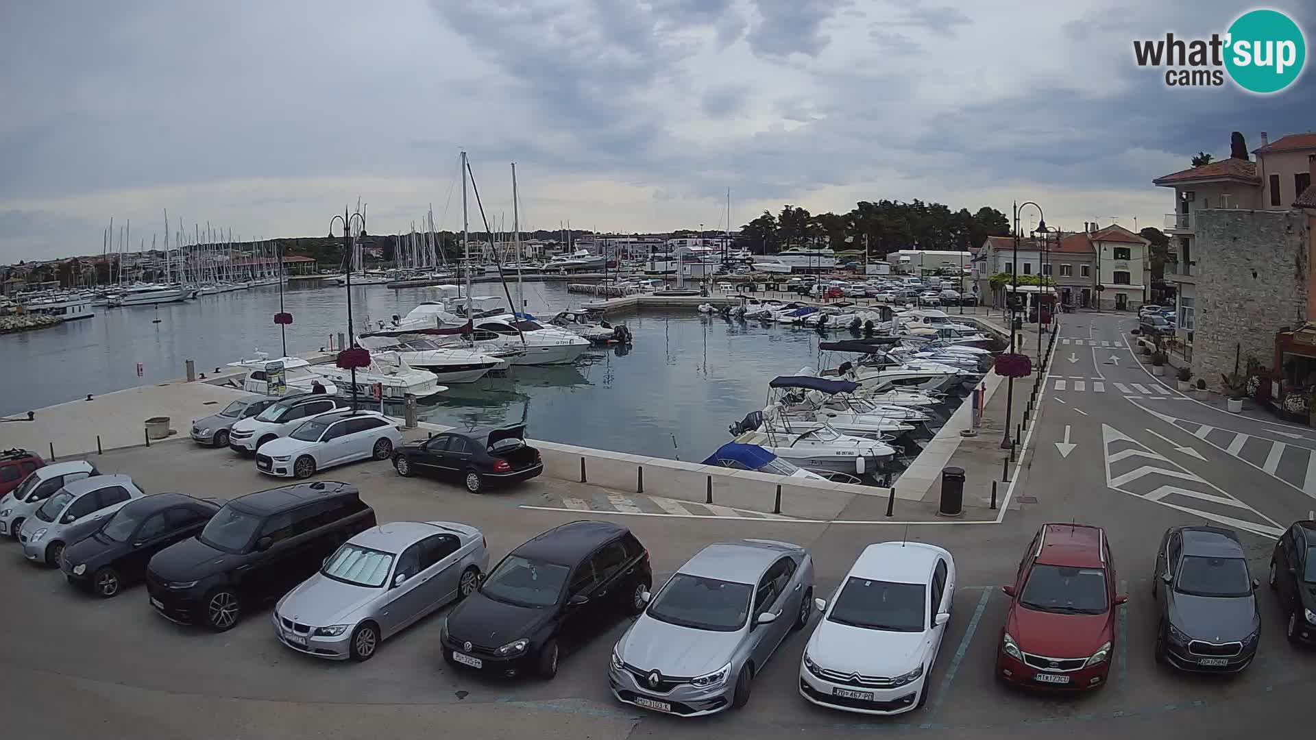 Novigrad | Porporela marina