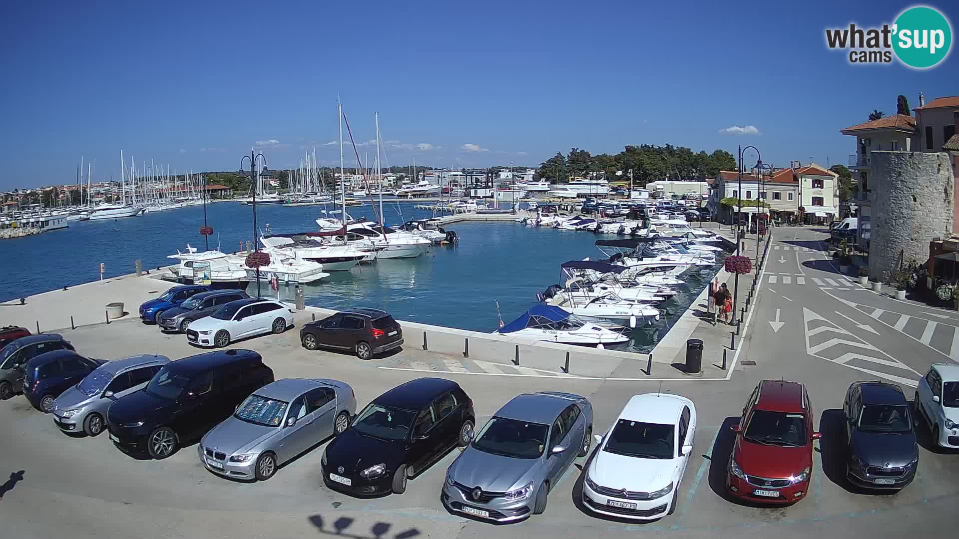 Novigrad | Porporela marina