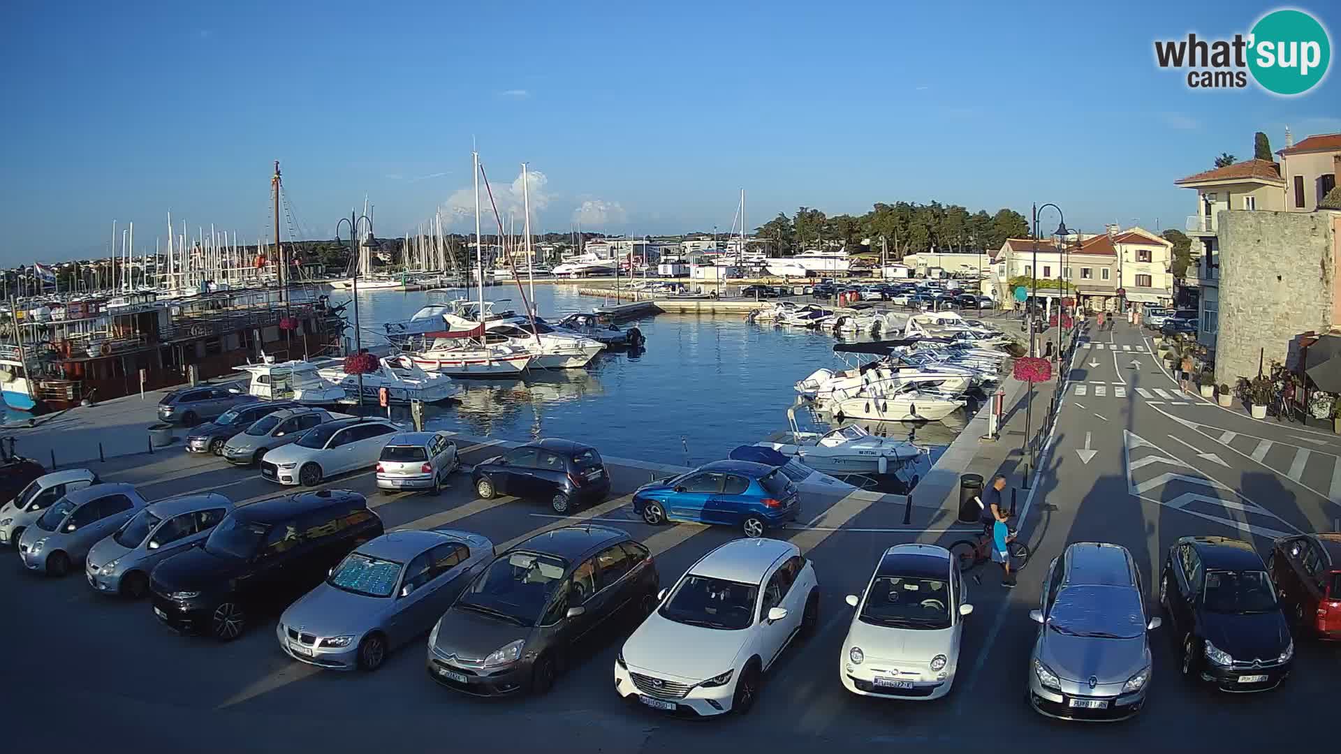 Novigrad | Porporela marina