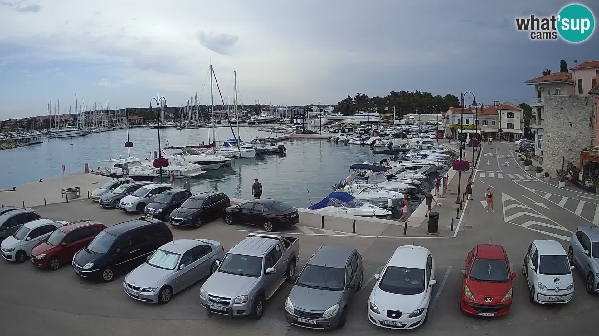 Novigrad | Porporela marina