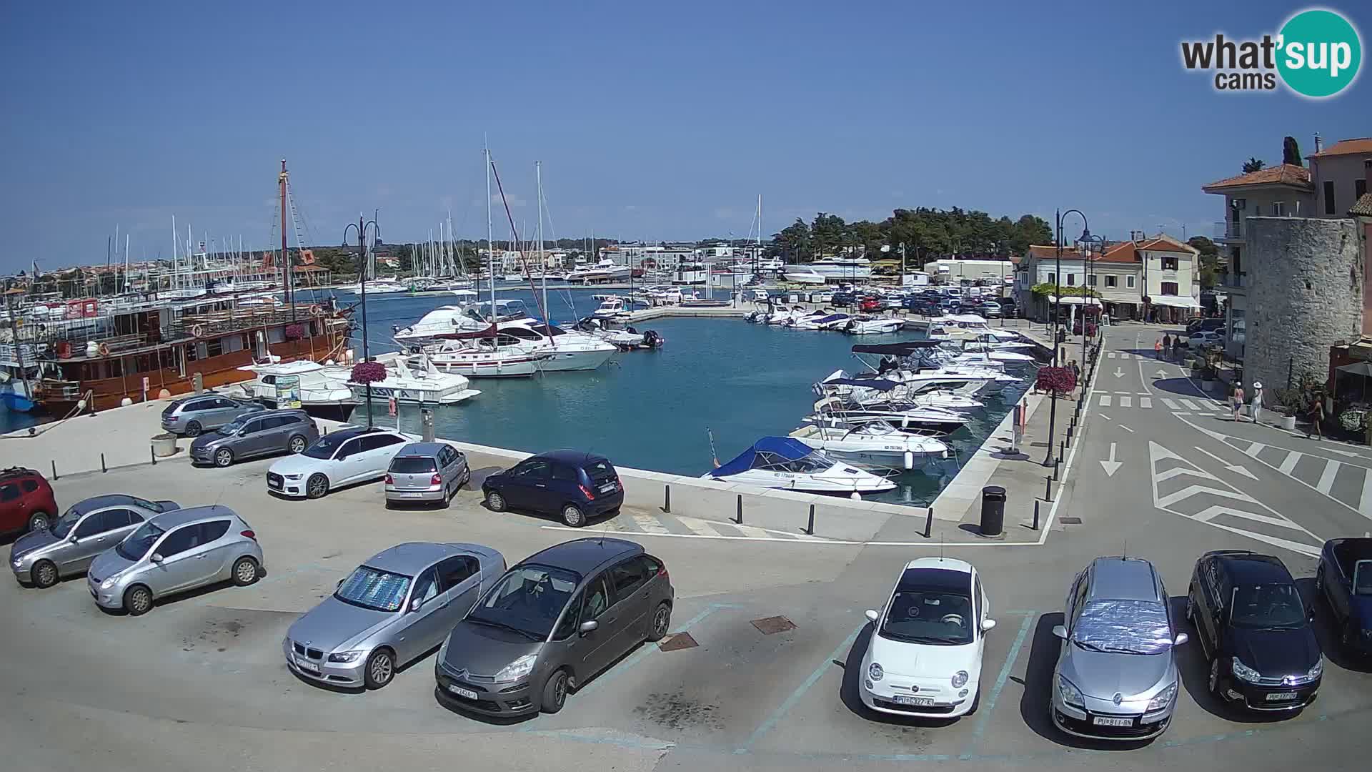 Novigrad | Porporela marina