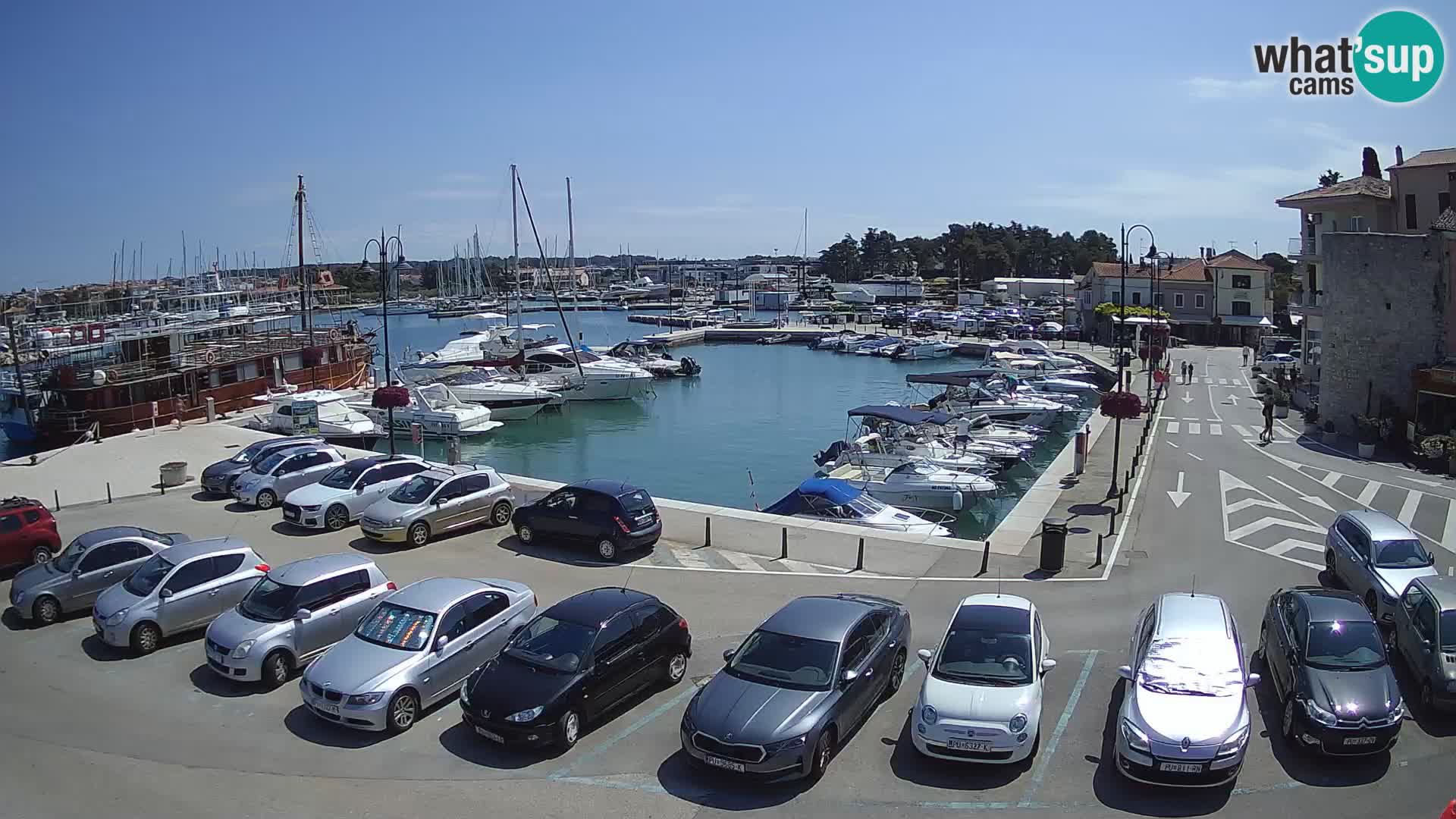 Novigrad | Porporela marina