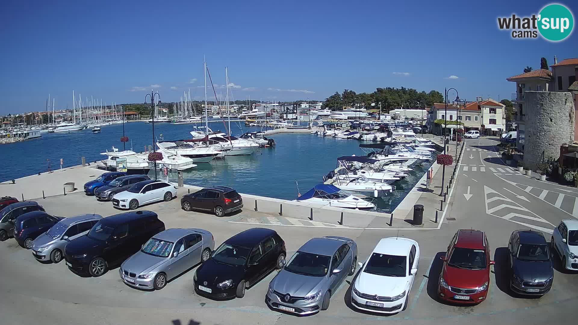 Novigrad | Porporela marina