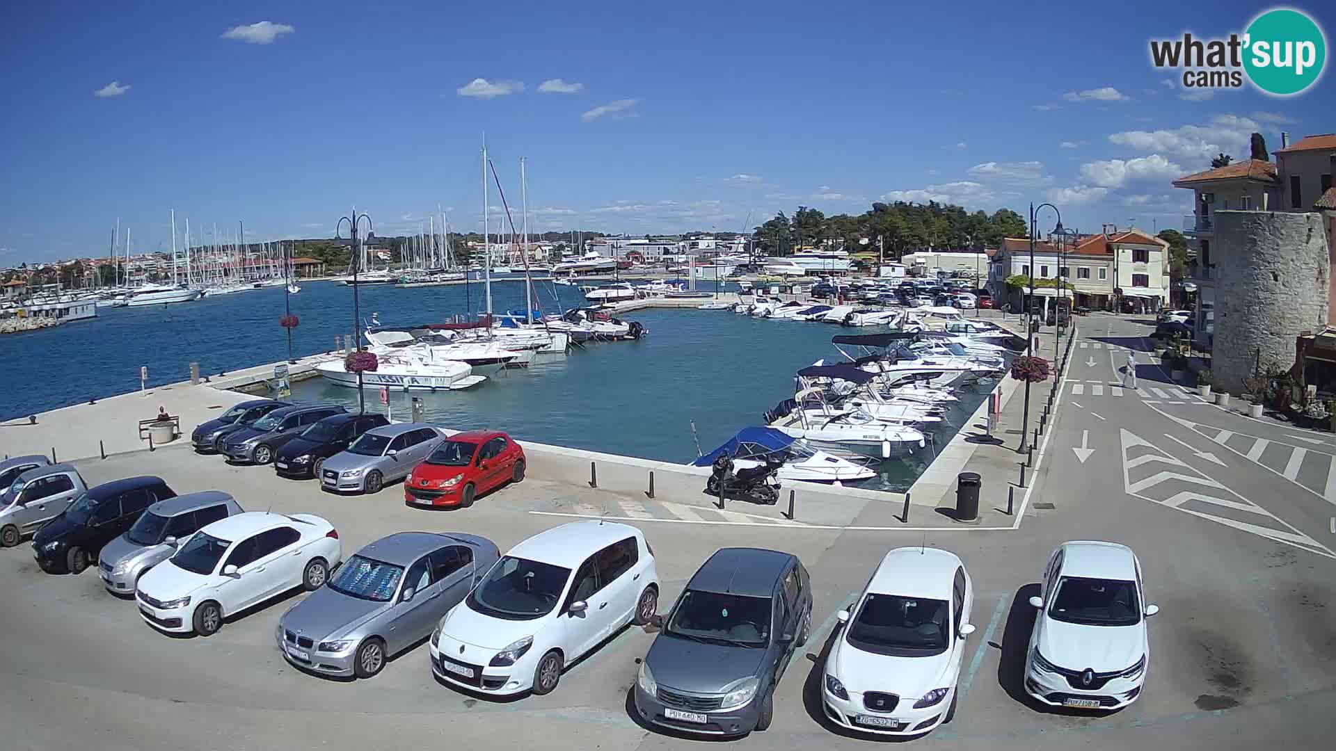 Novigrad | Porporela marina