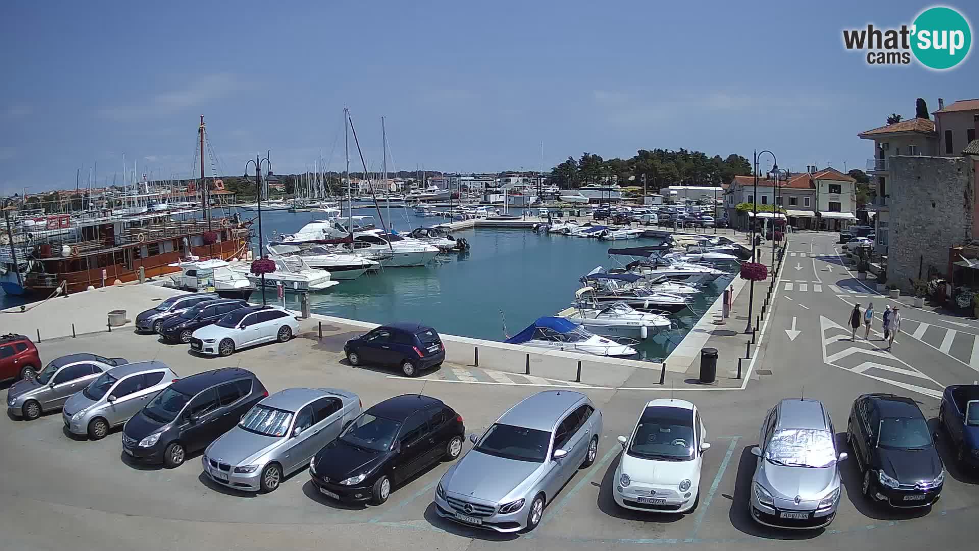 Novigrad | Porporela marina
