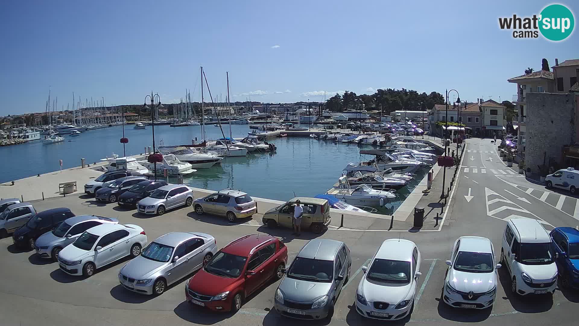 Novigrad | Porporela marina