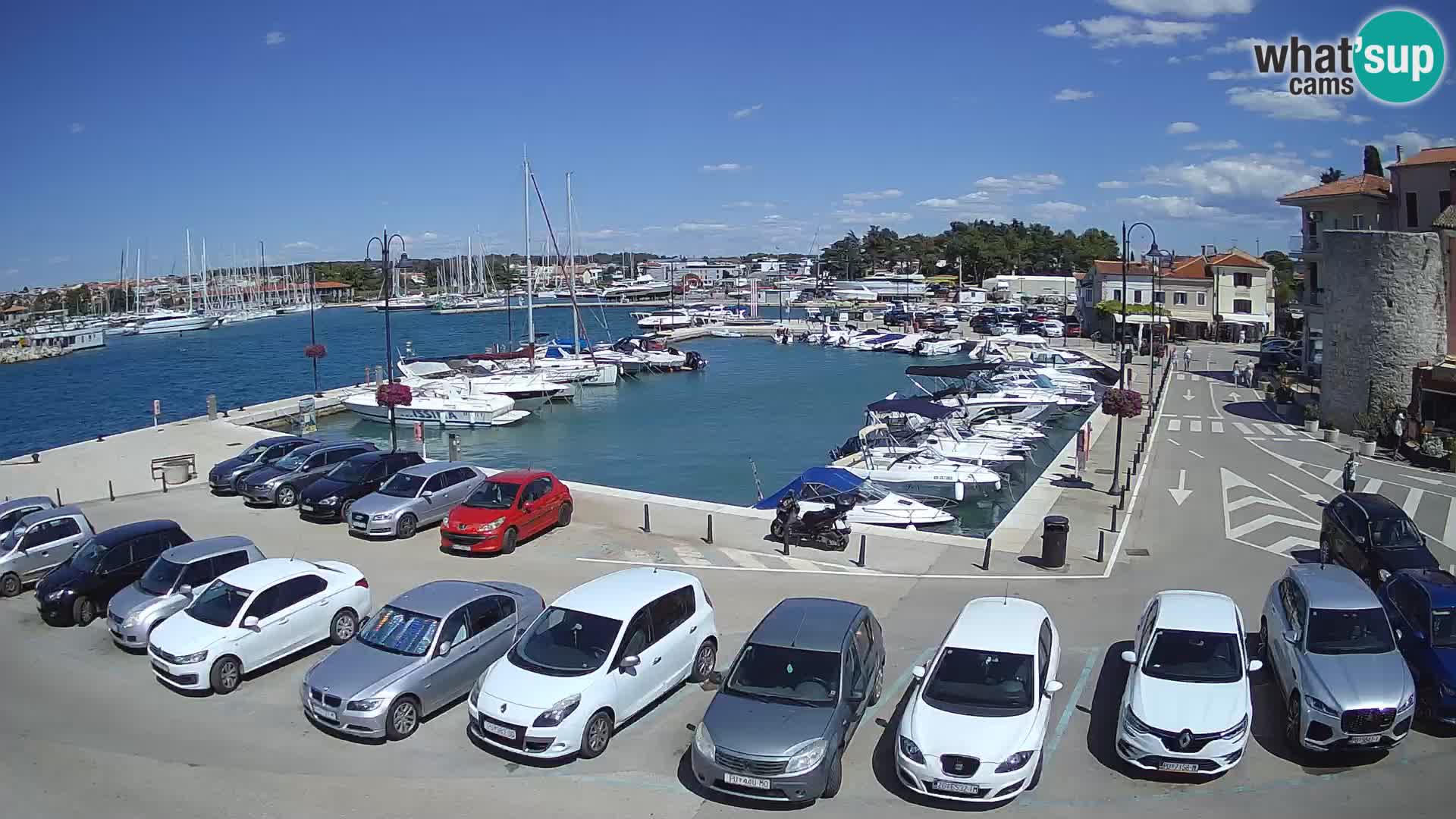 Novigrad | Porporela marina