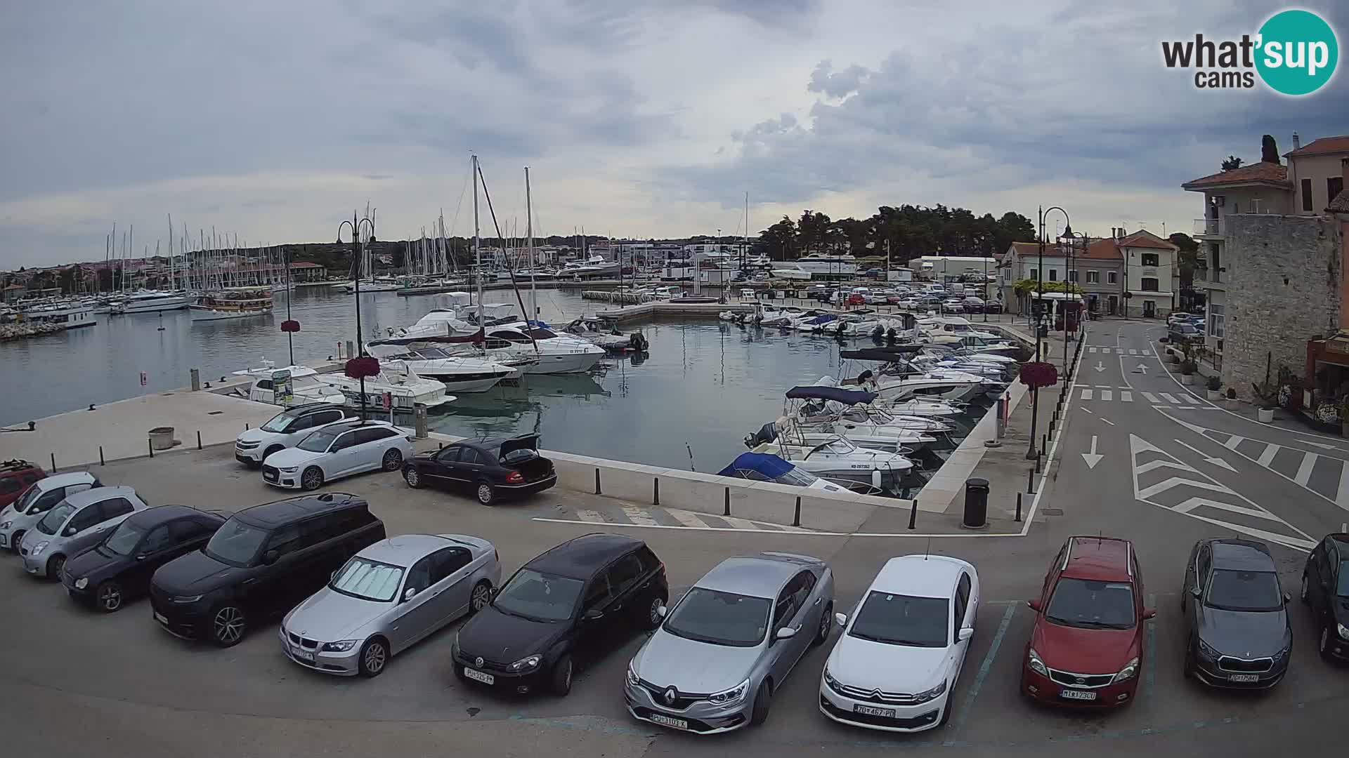 Novigrad | Porporela marina
