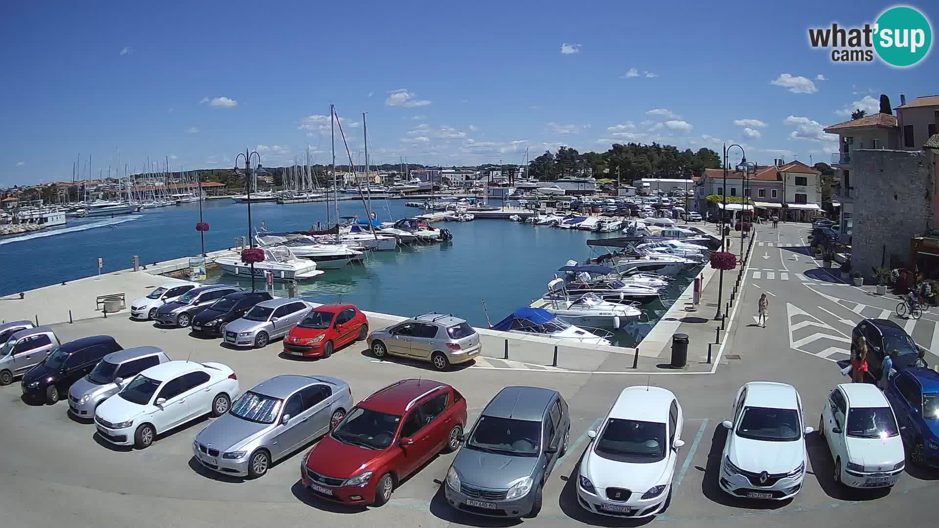 Novigrad | Porporela marina