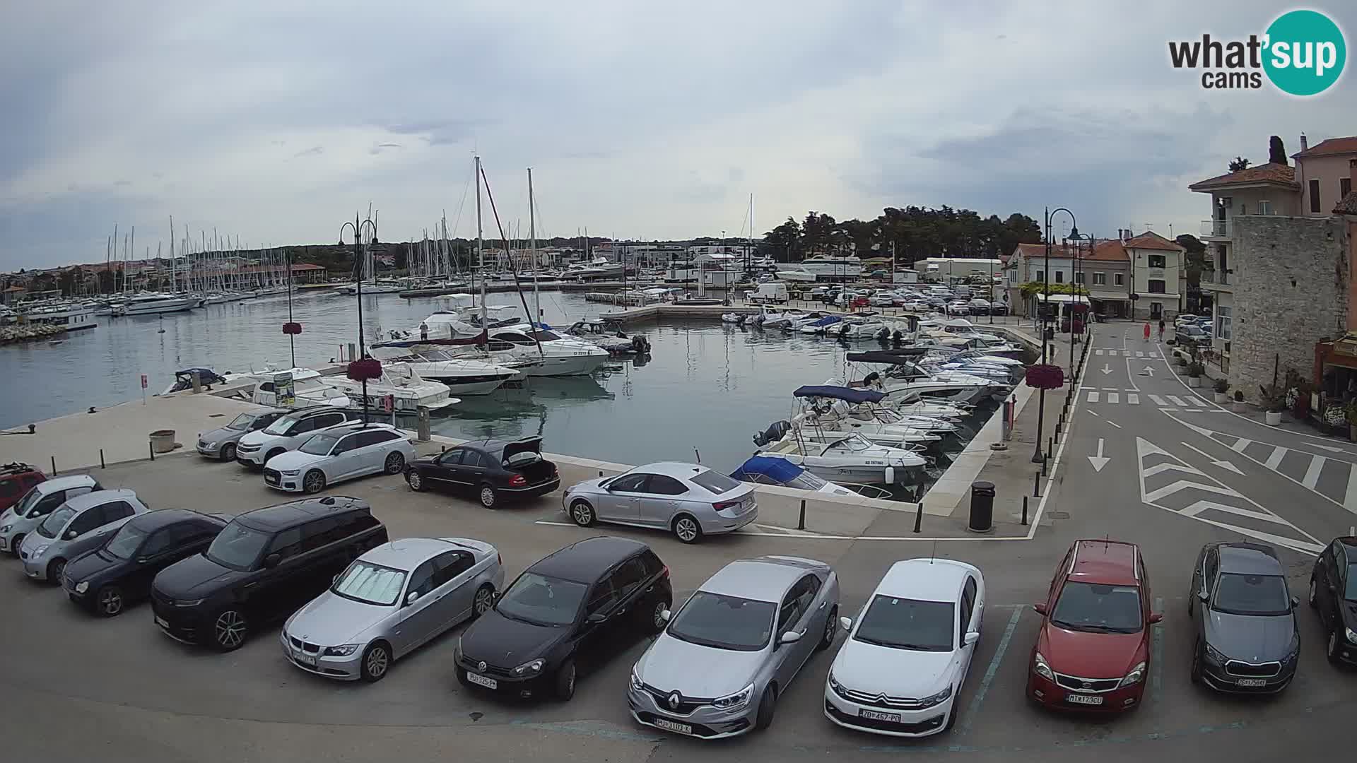 Novigrad | Porporela marina
