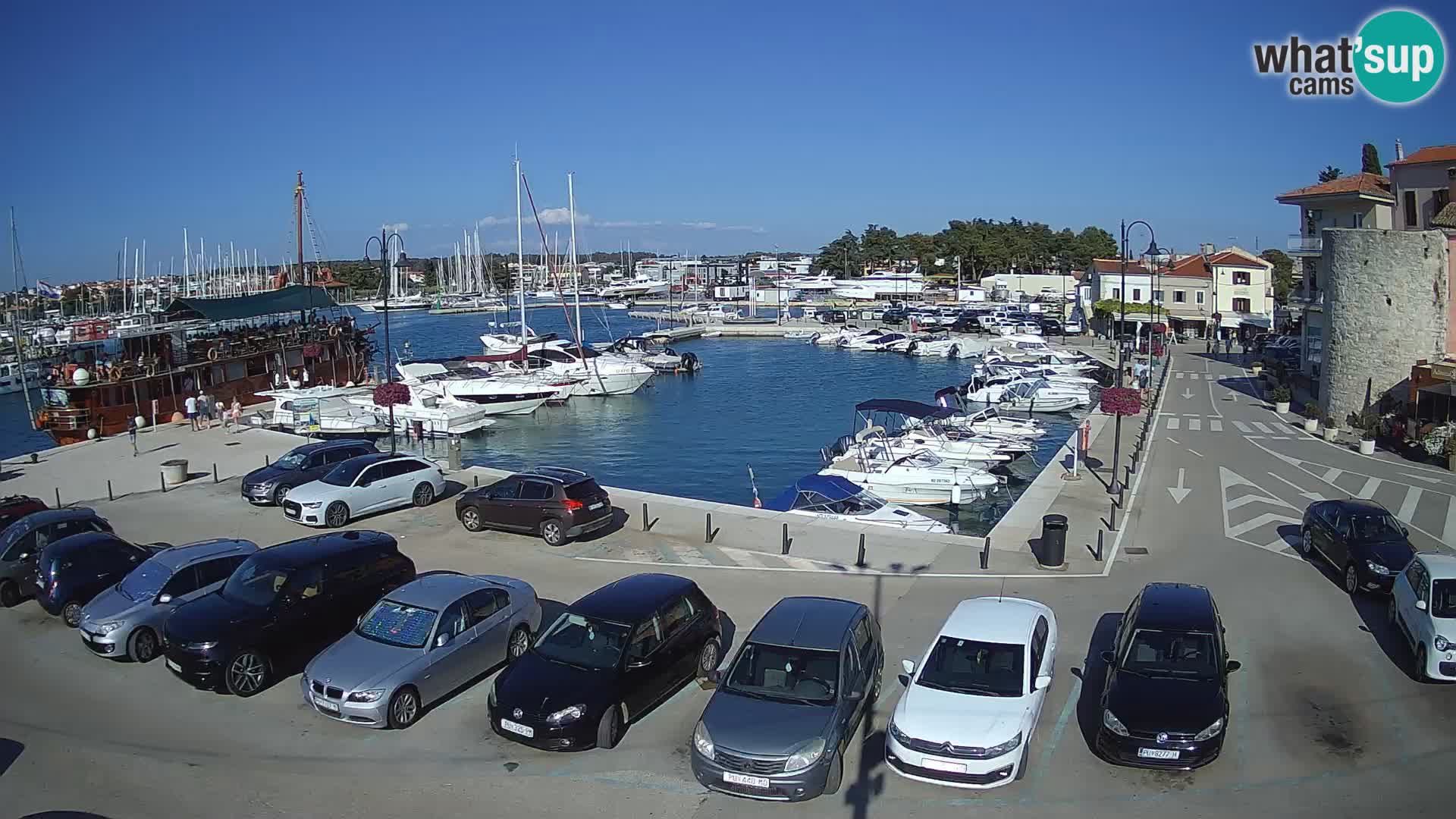 Novigrad | Porporela marina