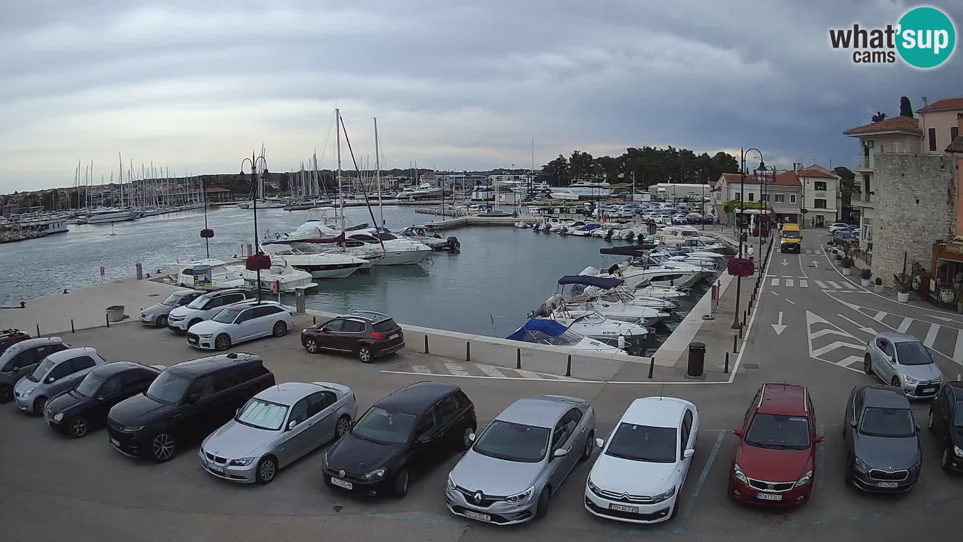 Novigrad | Porporela marina