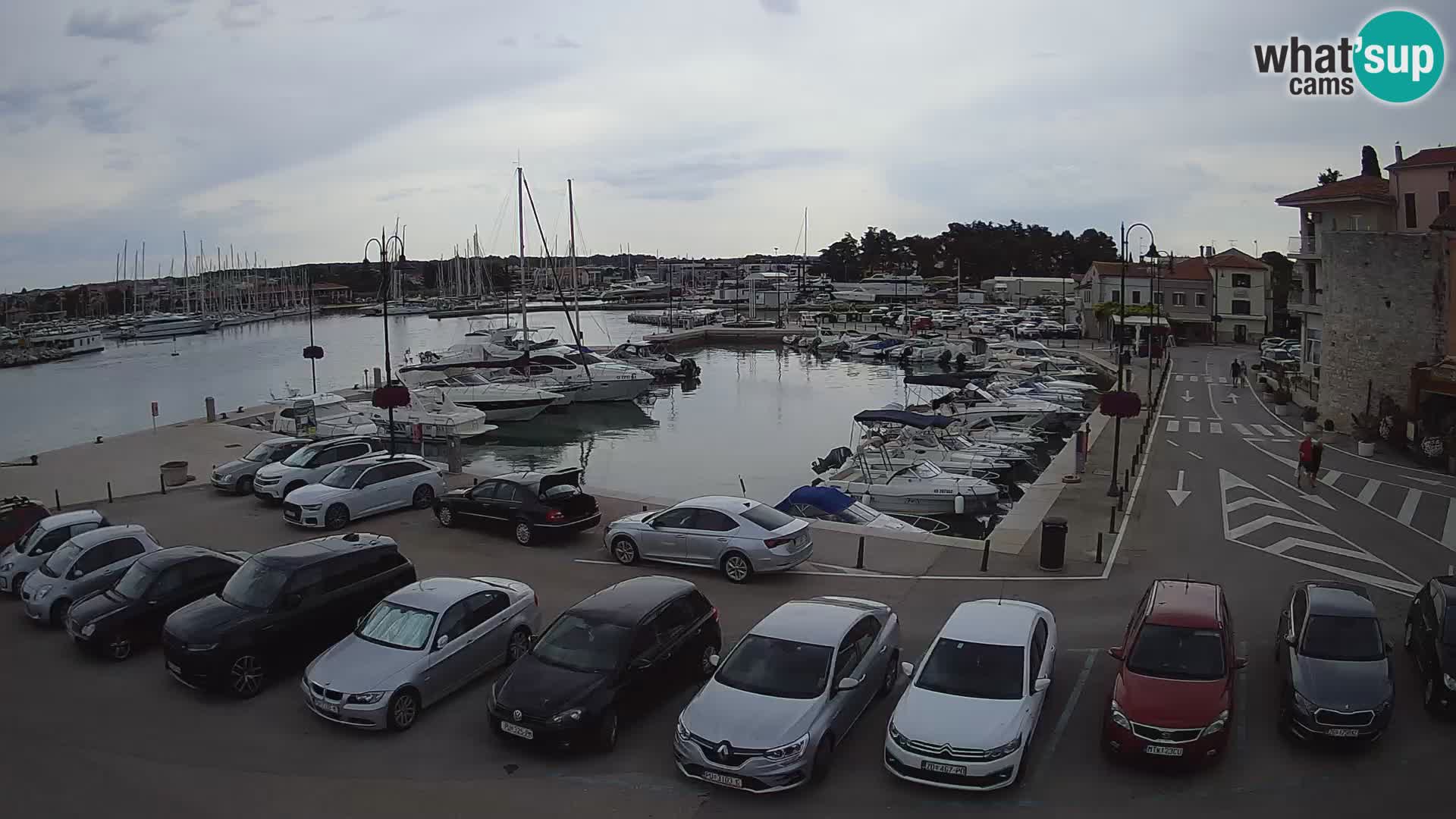 Novigrad | Porporela marina