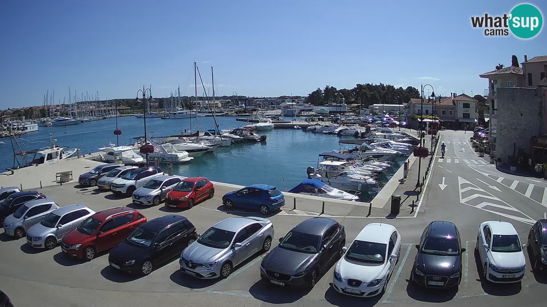 Novigrad | Porporela marina