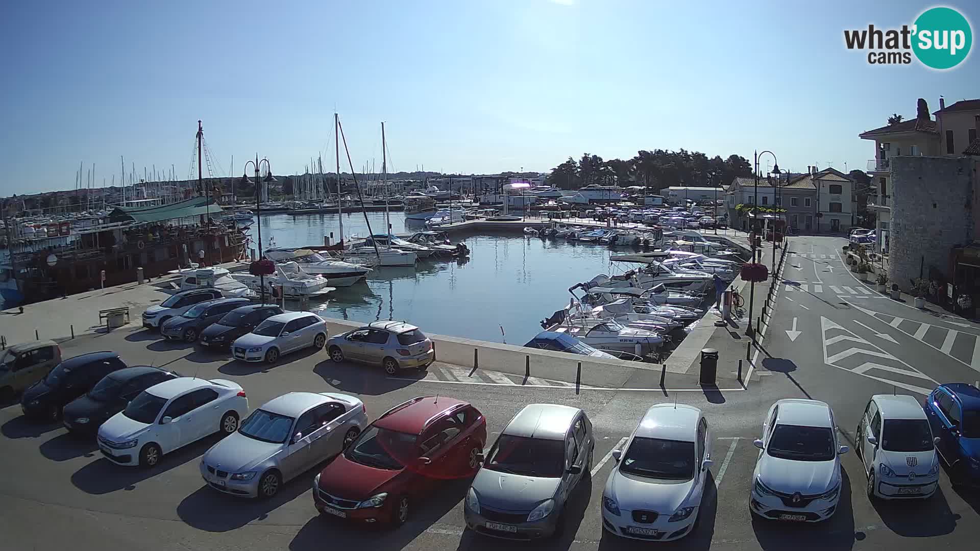 Novigrad | Porporela marina
