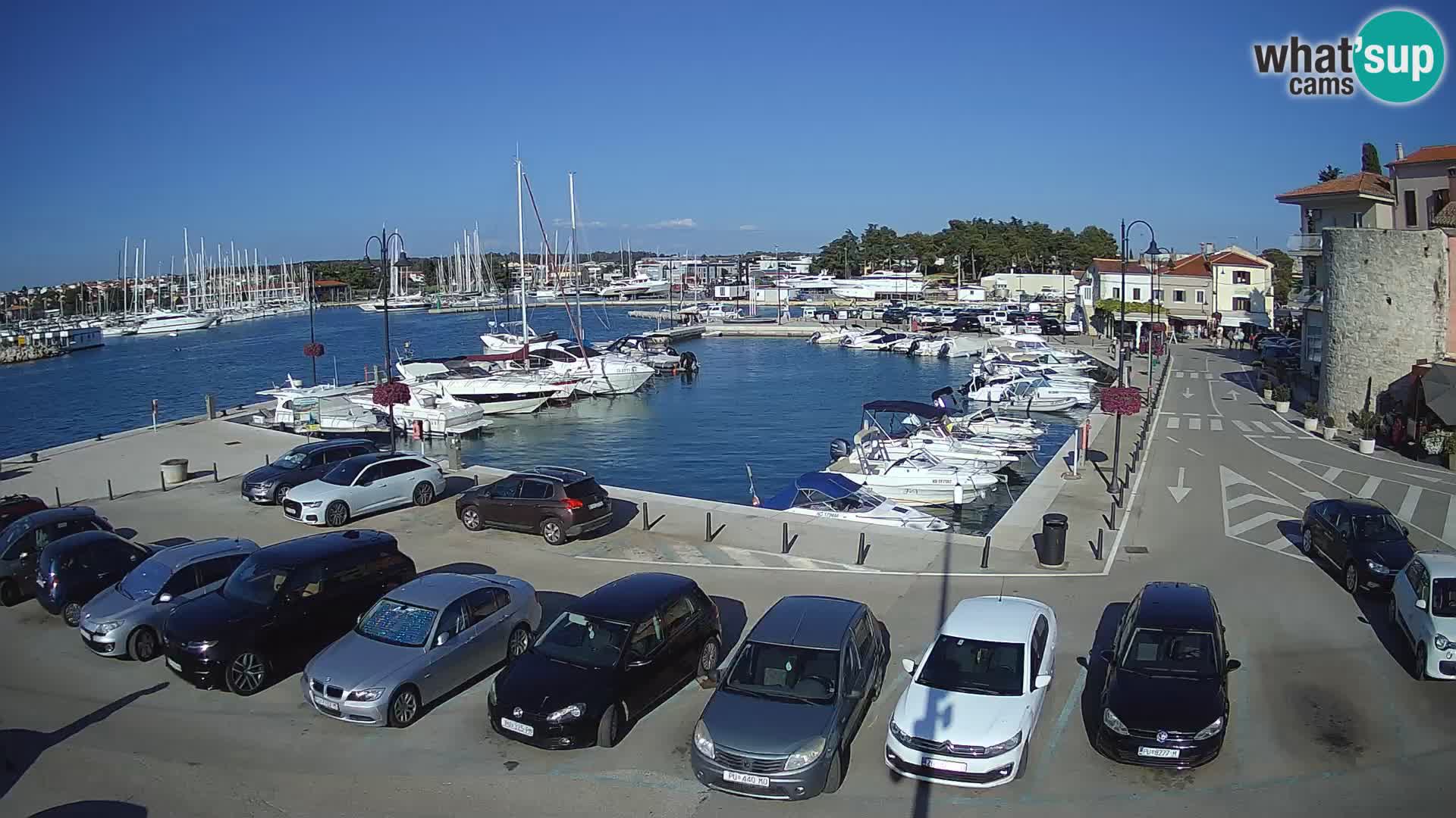 Novigrad | Porporela marina