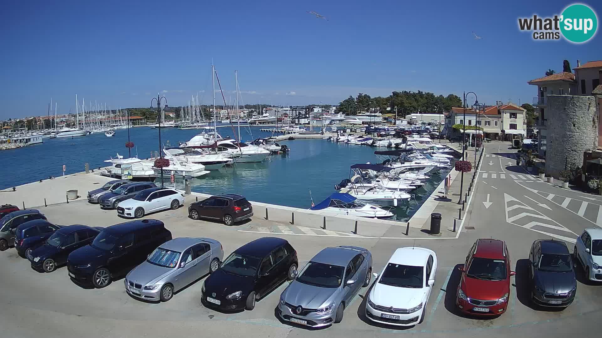 Novigrad | Porporela marina