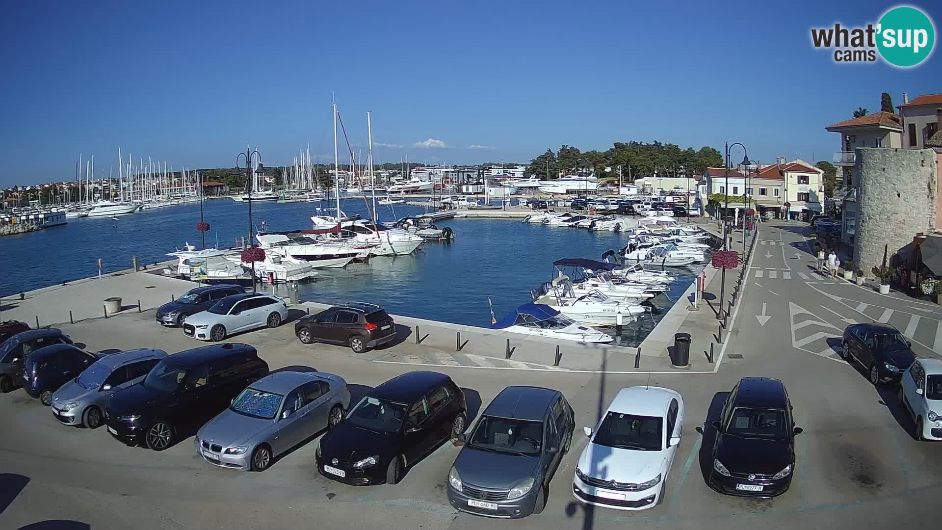 Novigrad | Porporela marina