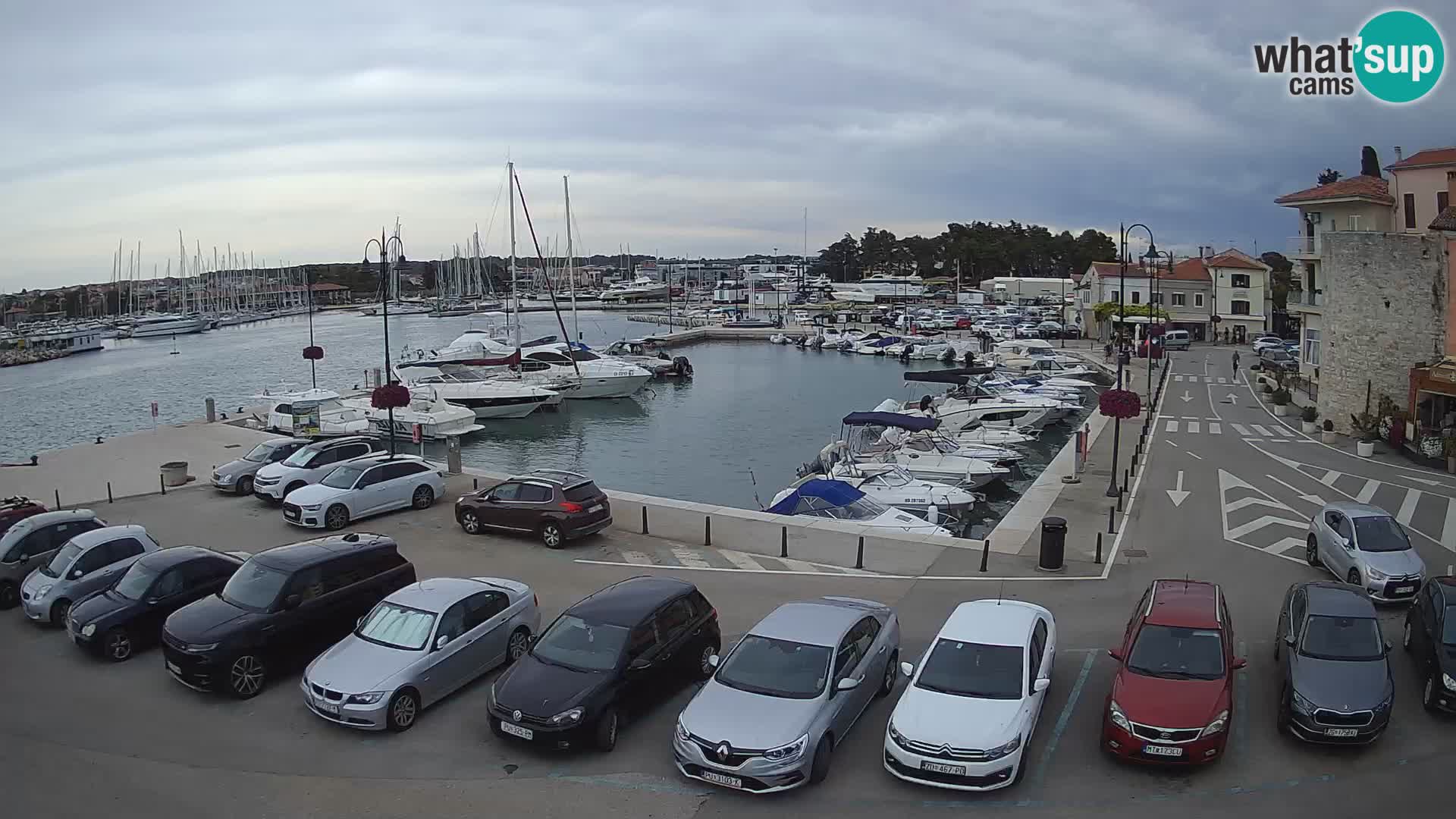 Novigrad | Porporela marina