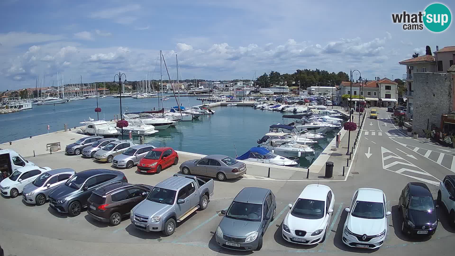 Novigrad | Porporela marina