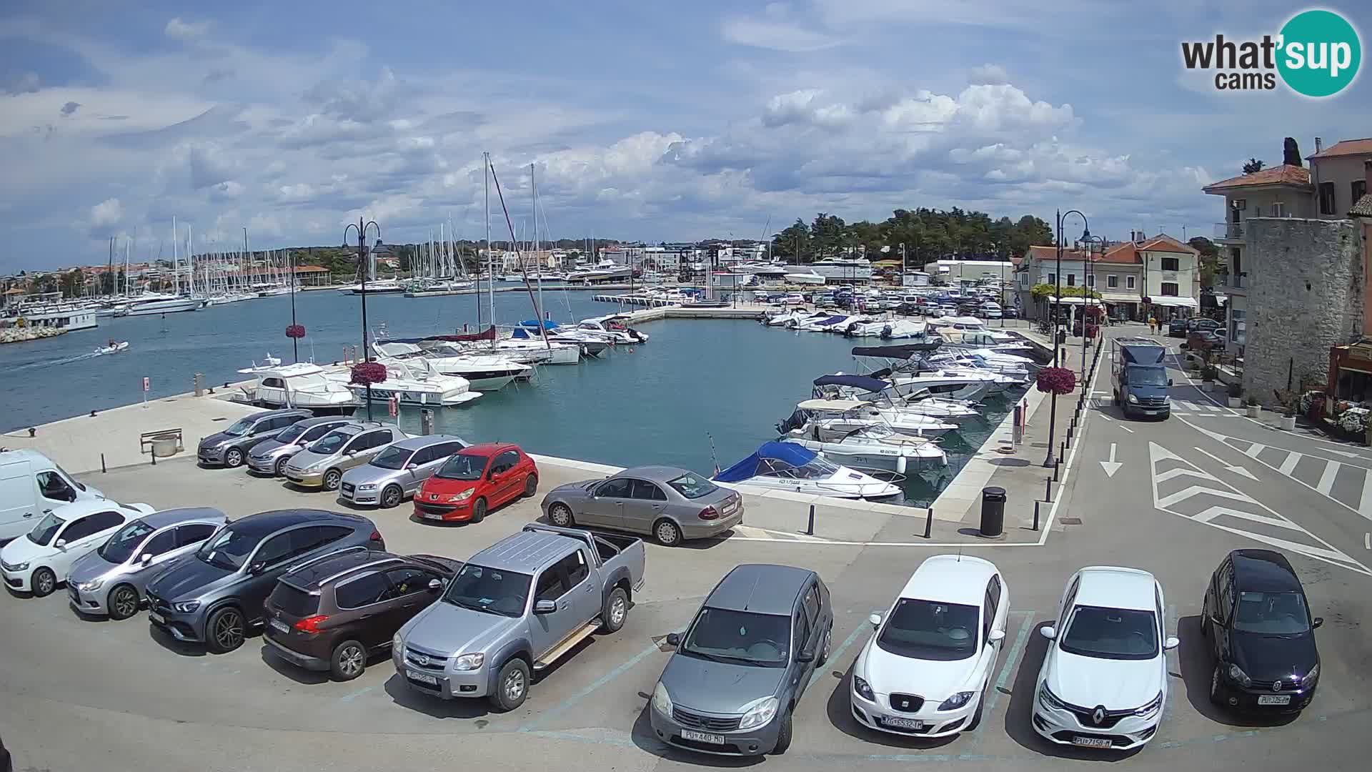 Novigrad | Porporela marina