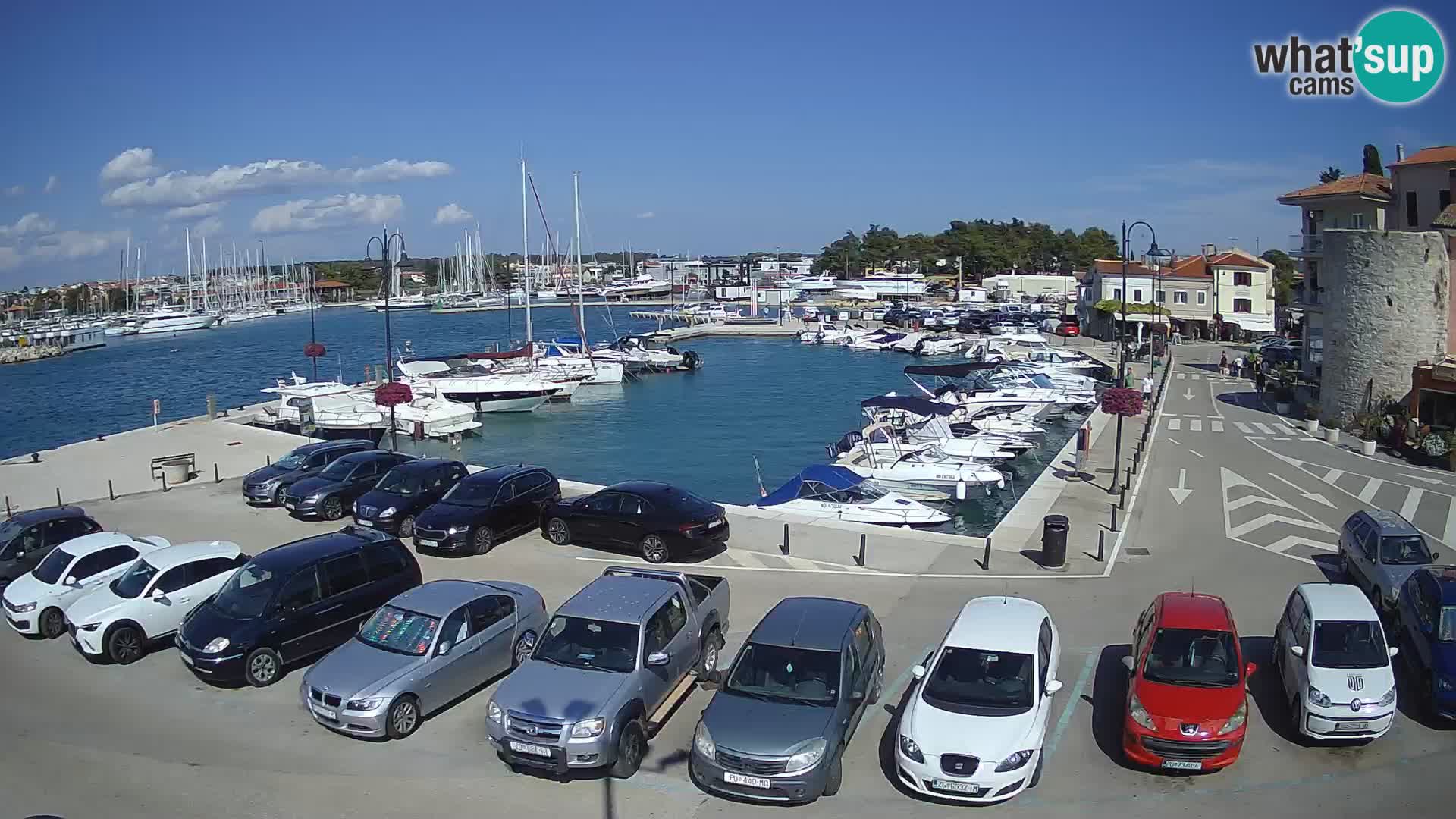 Novigrad | Porporela marina