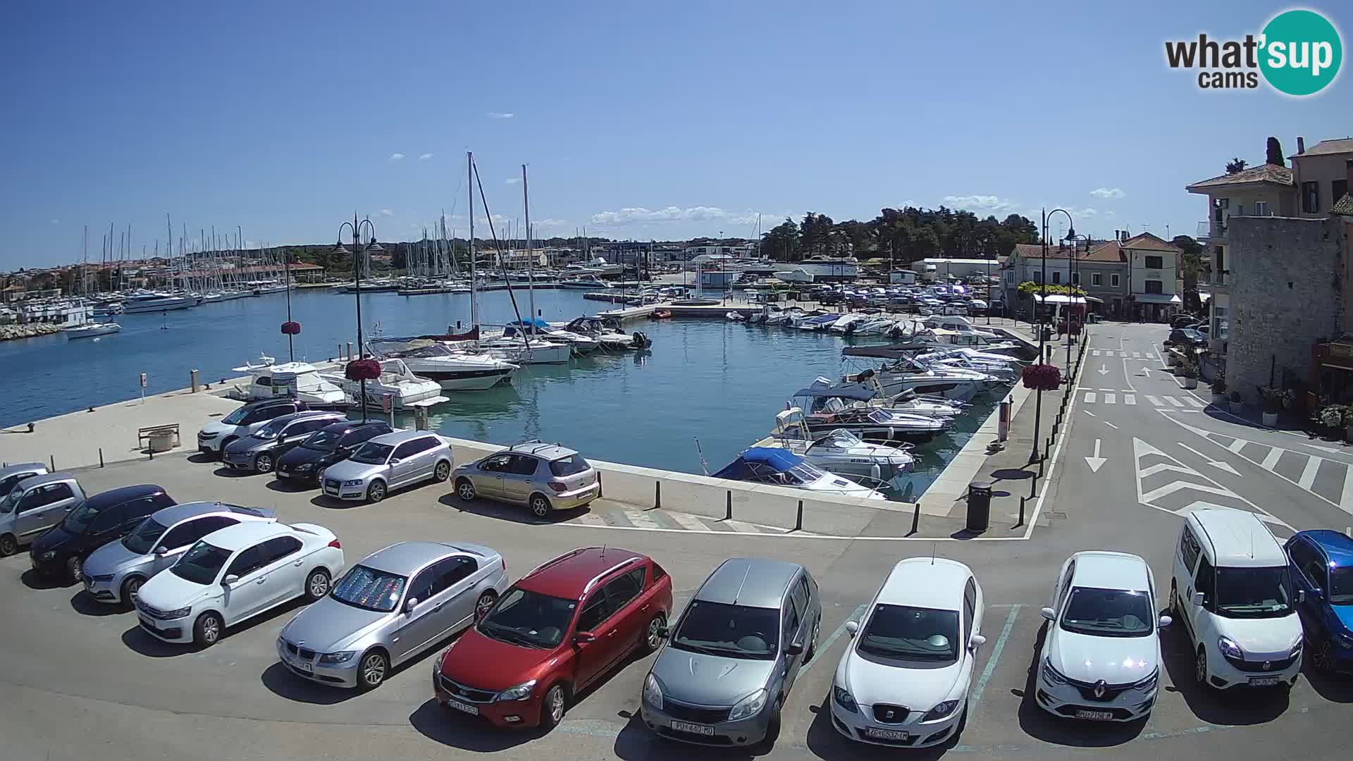 Novigrad | Porporela marina