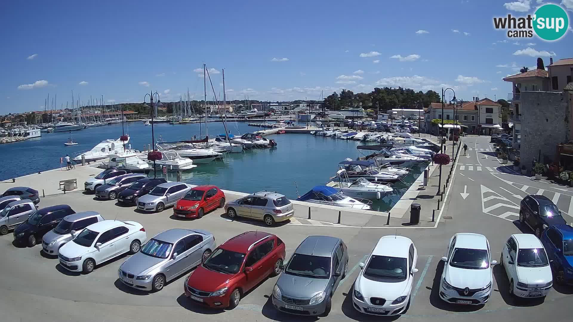 Novigrad | Porporela marina