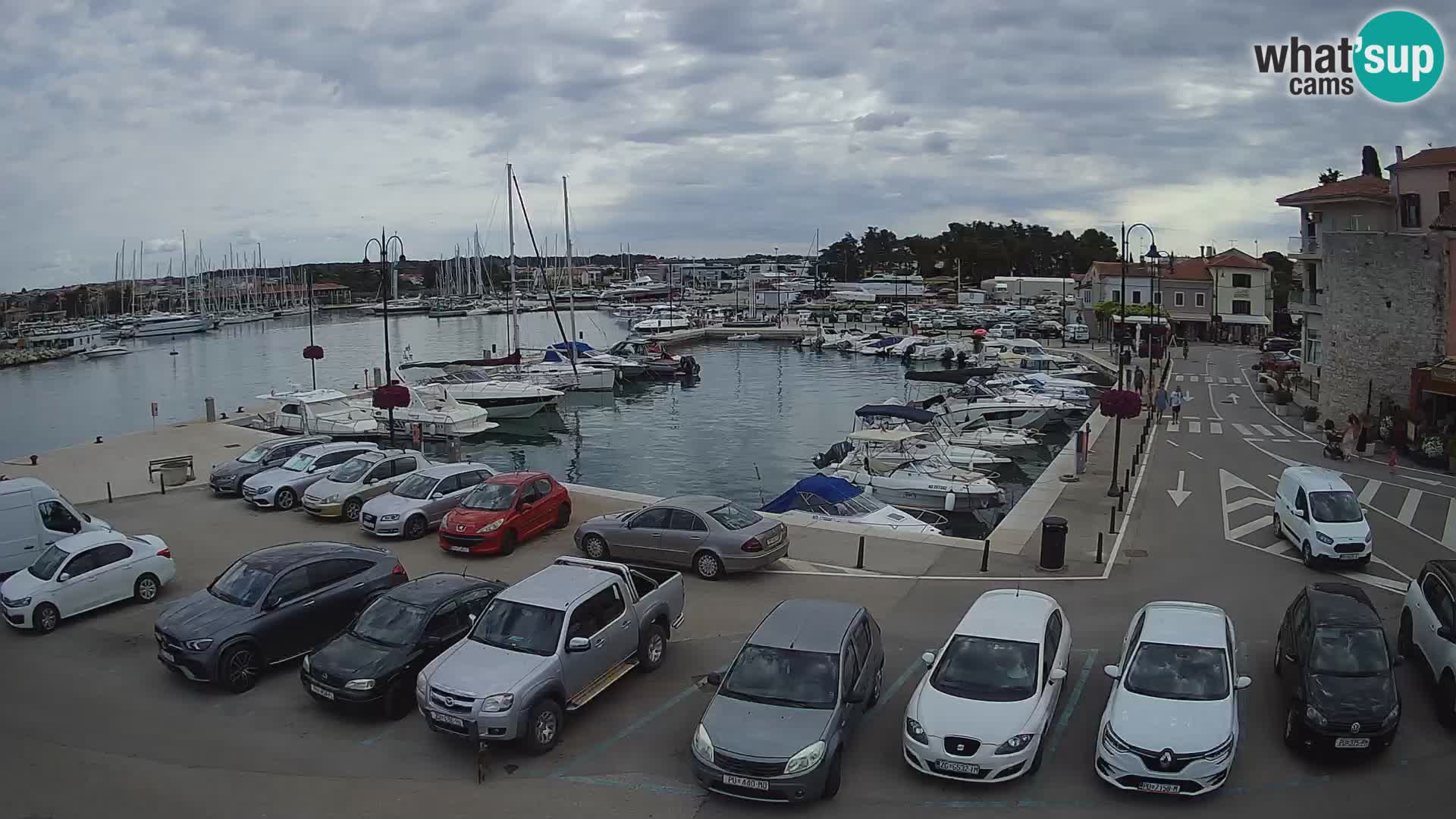 Novigrad | Porporela marina
