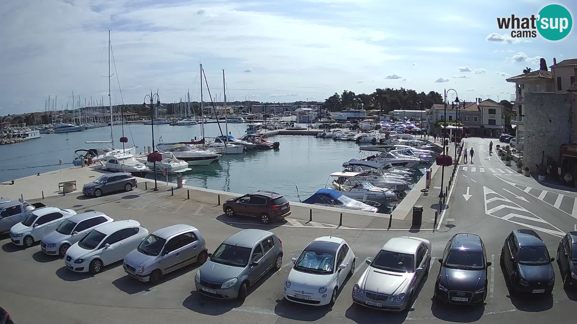 Novigrad | Porporela marina