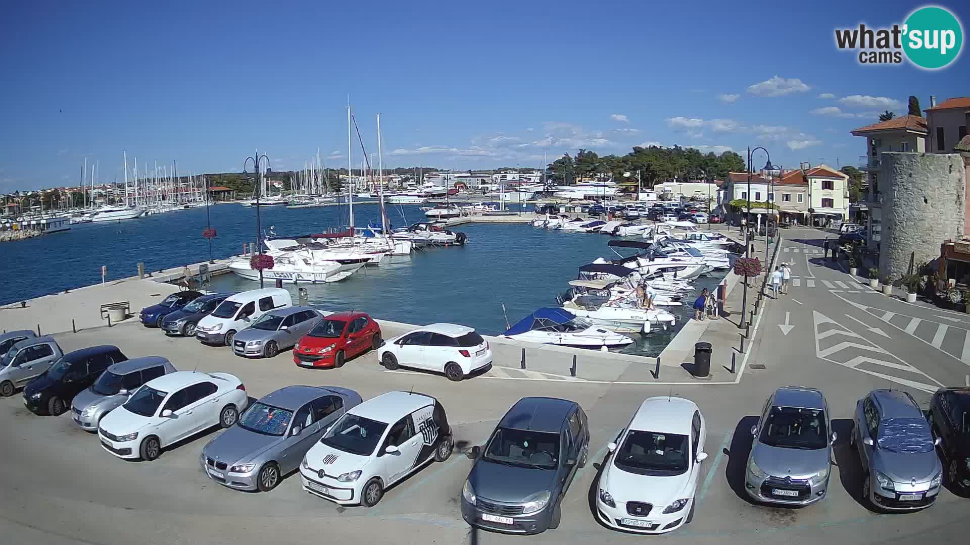 Novigrad | Porporela marina