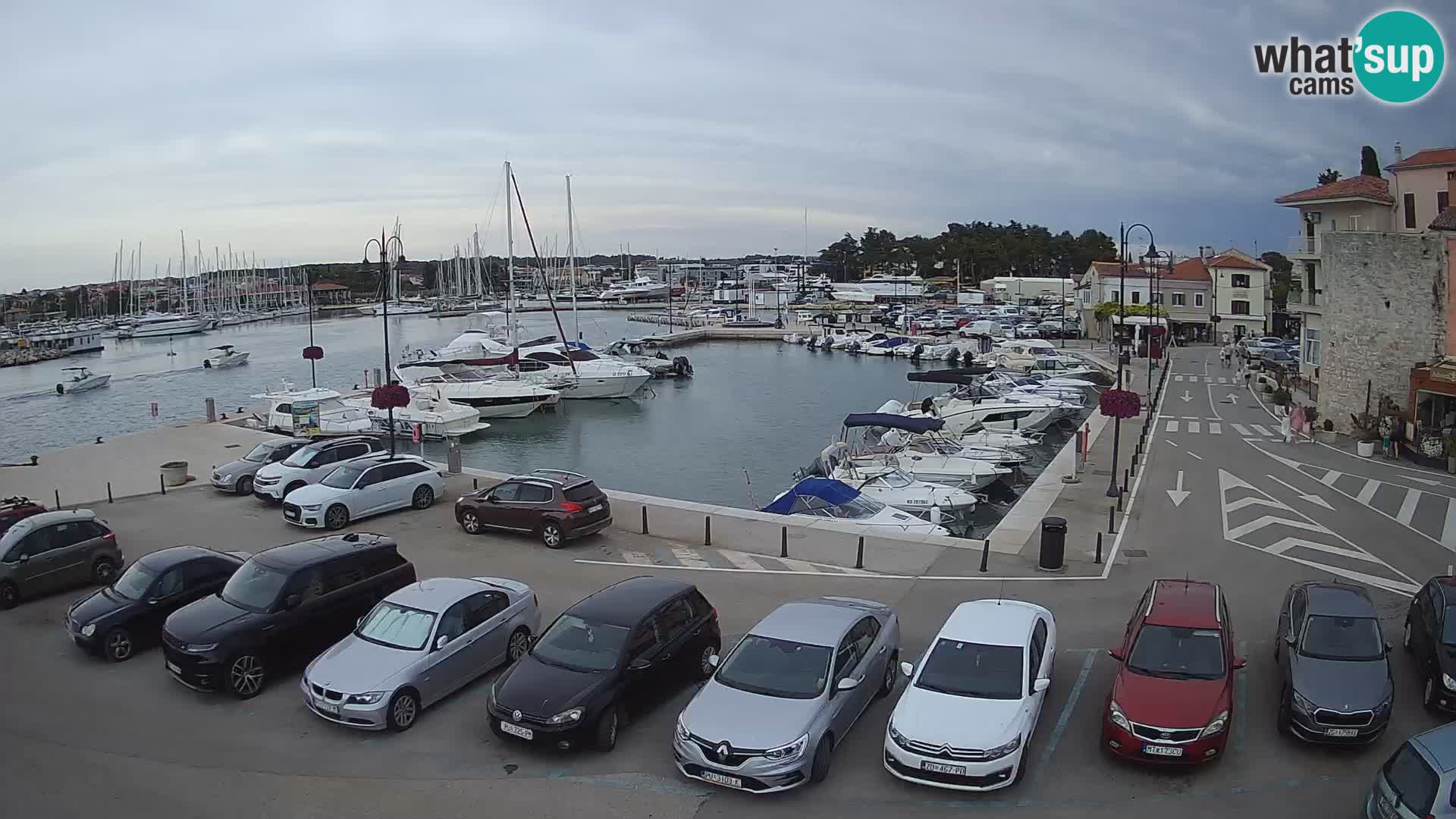 Novigrad | Porporela marina