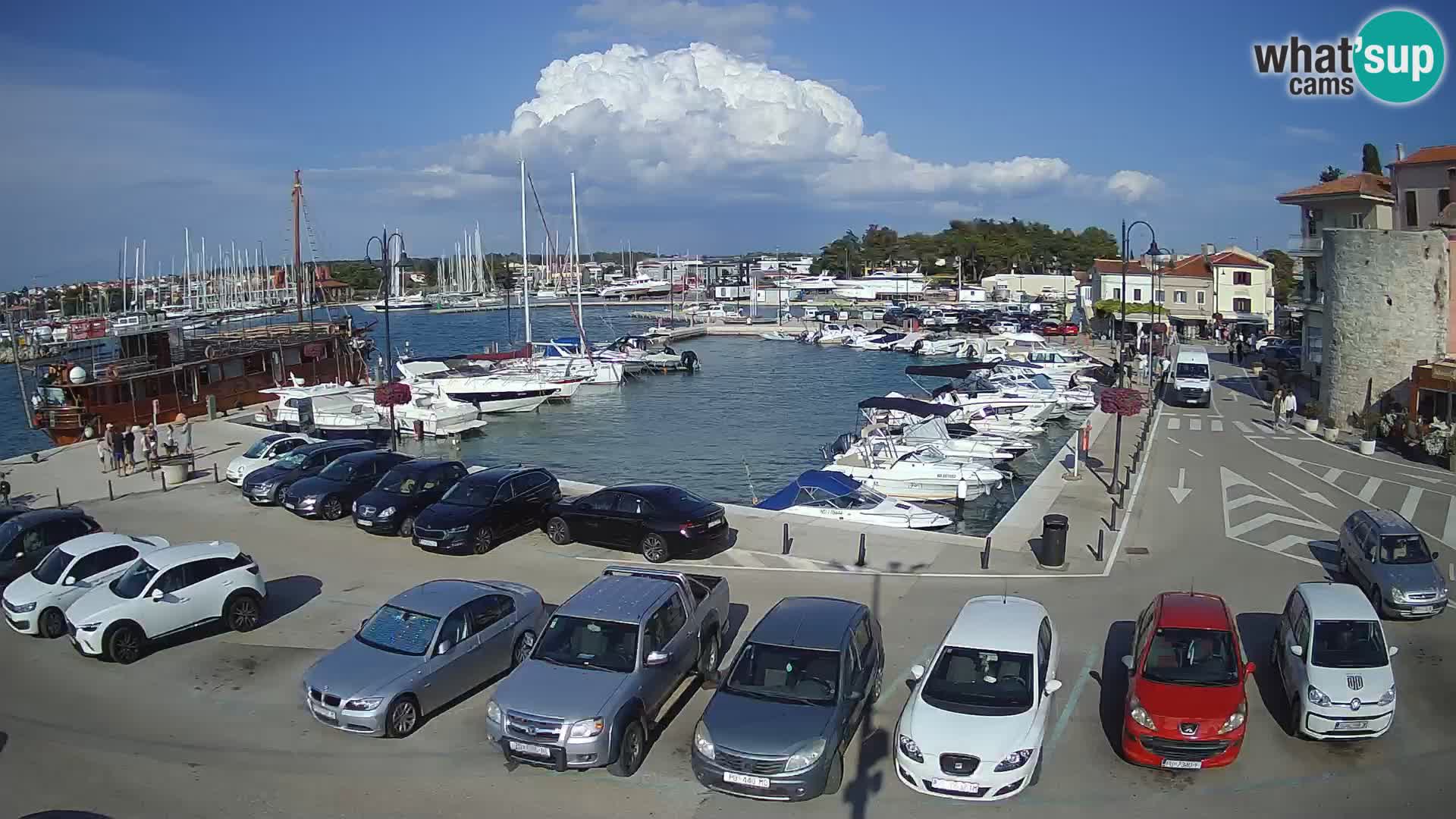Novigrad | Porporela marina