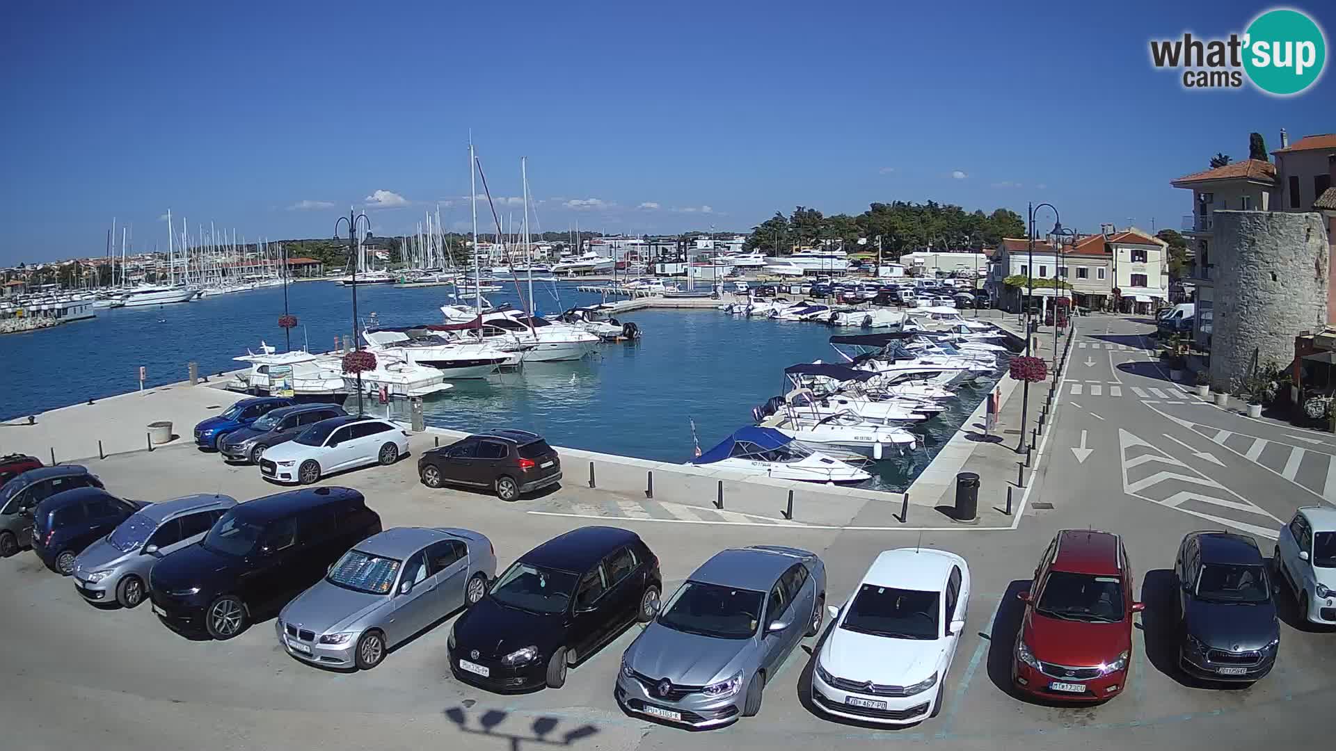 Novigrad | Porporela marina