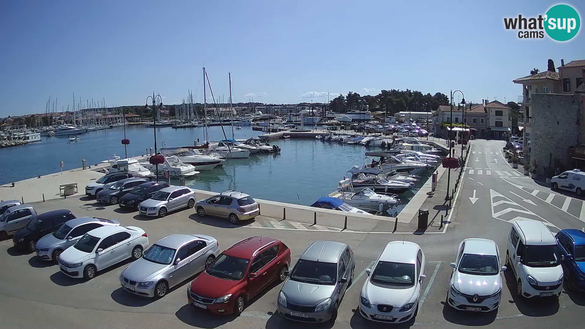 Novigrad | Porporela marina